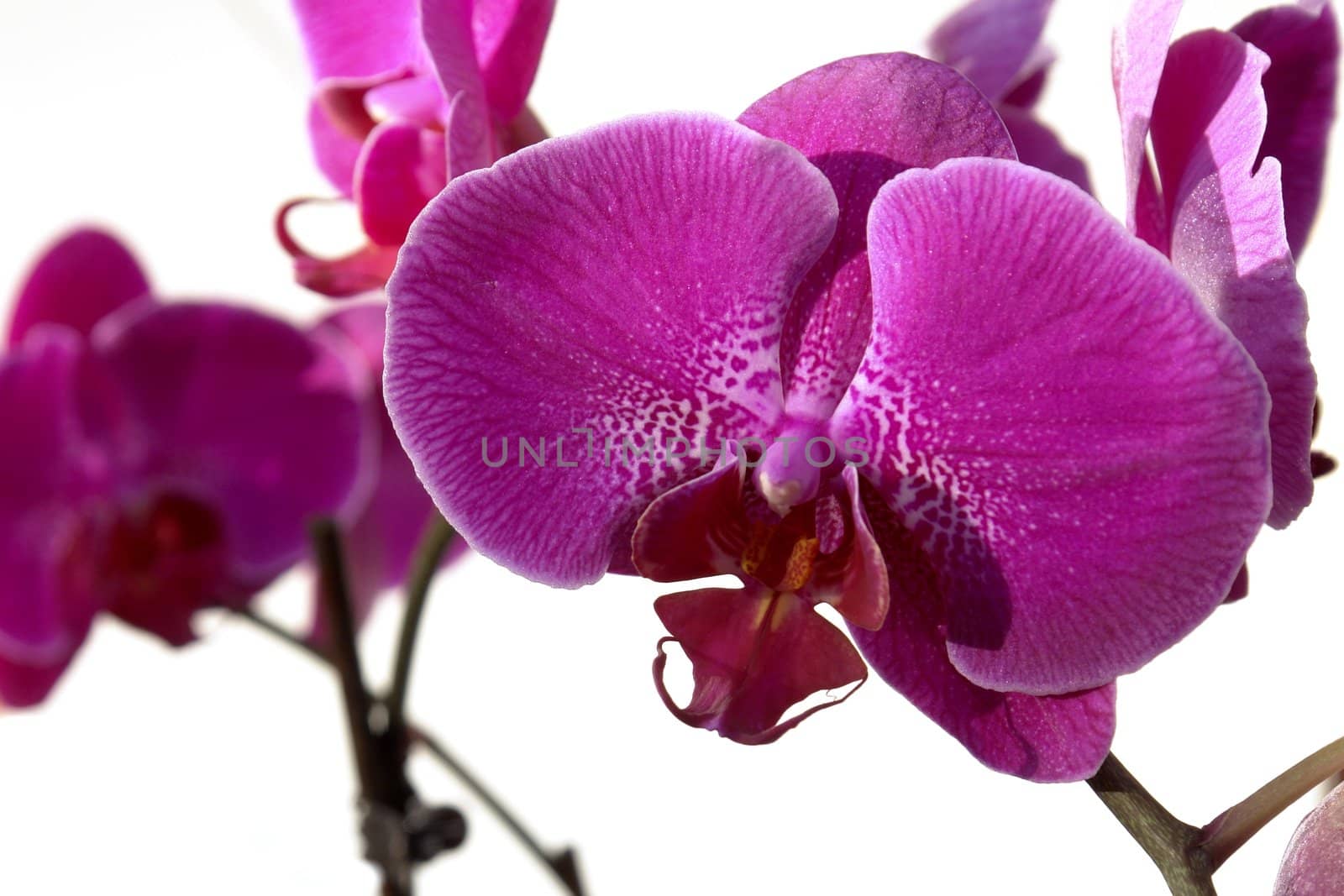 orchid