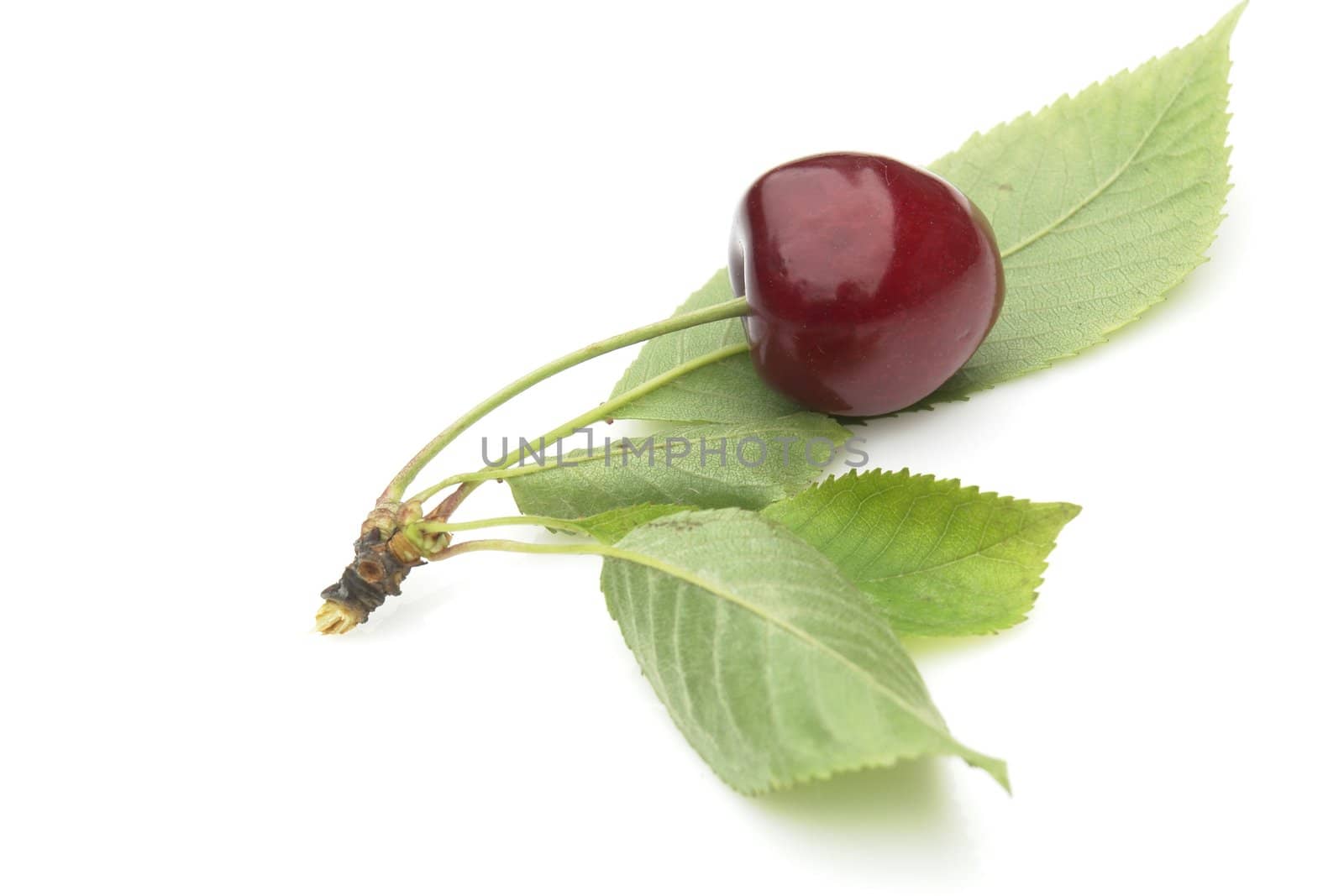 red cherries on the white background