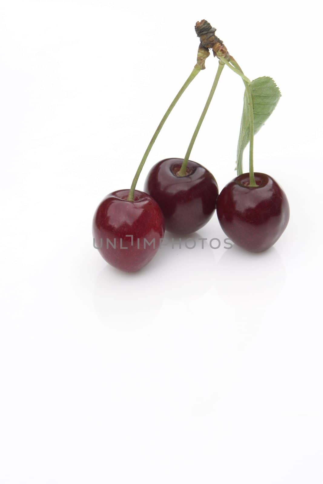 red cherries on the white background
