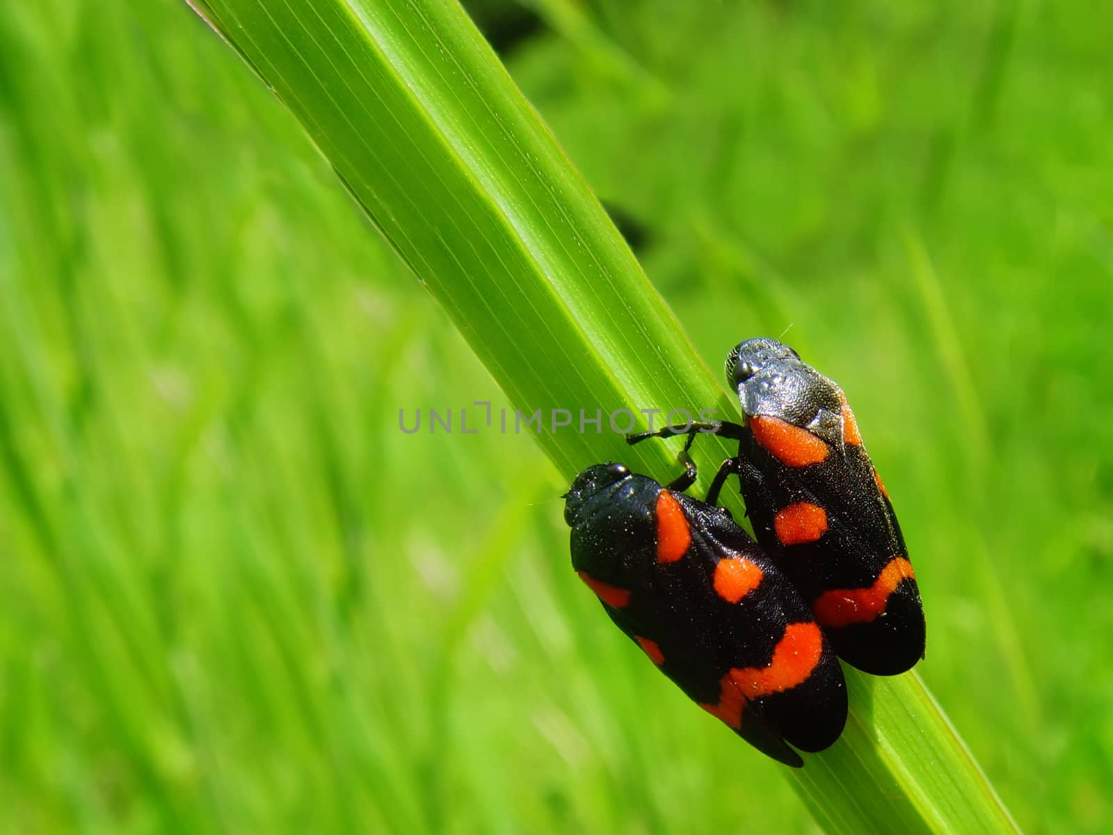 two bugs standing on a grass side by side