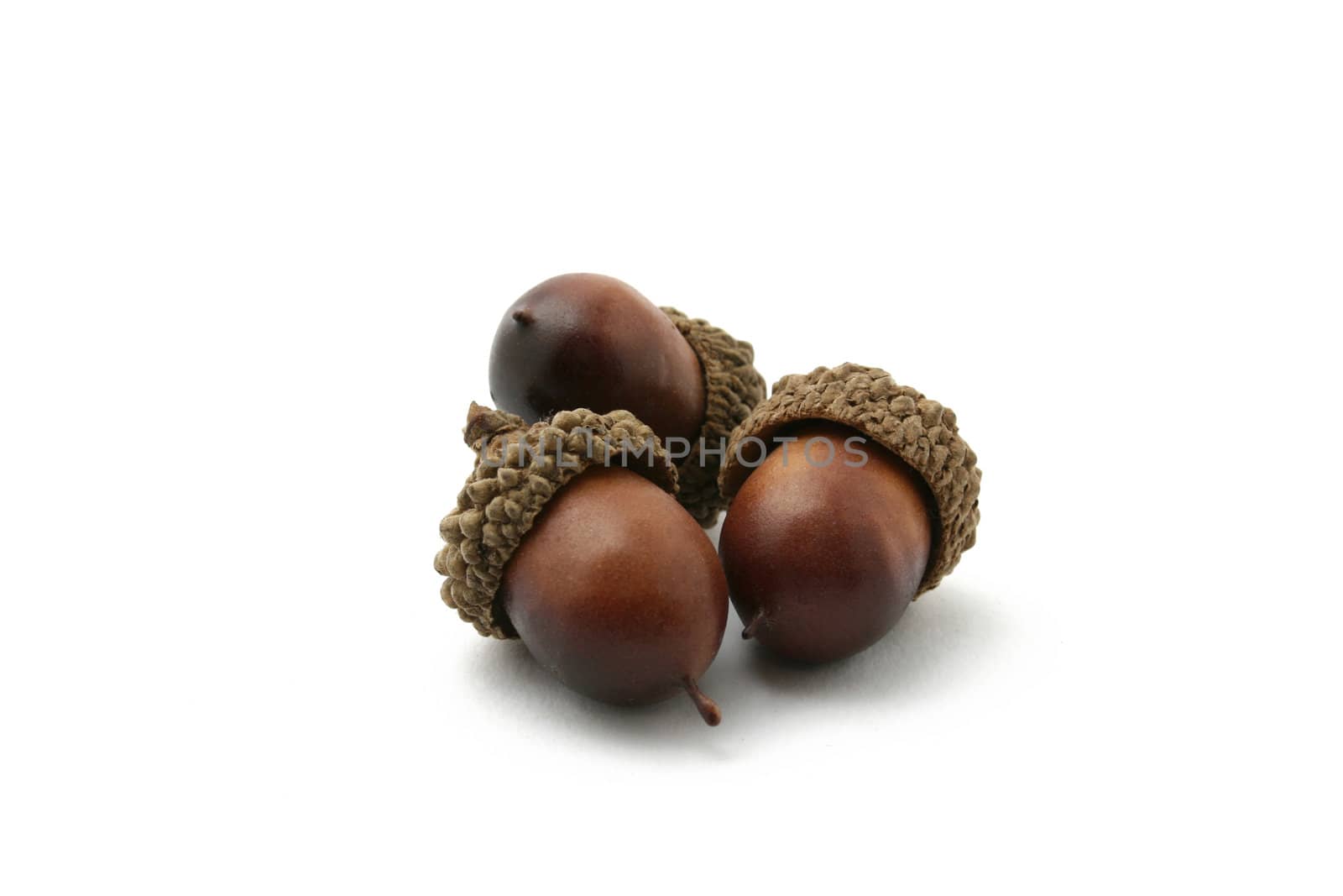 three acorn isolated on white background