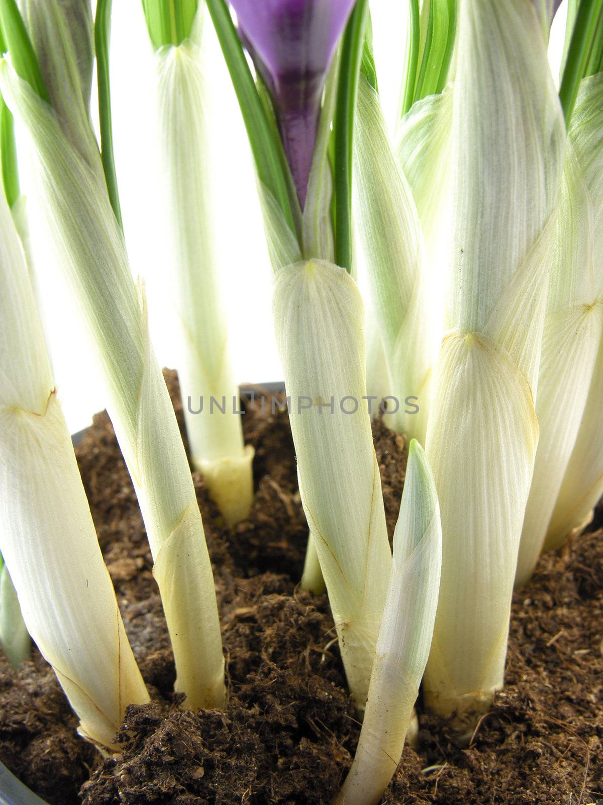 crocus on the white background 