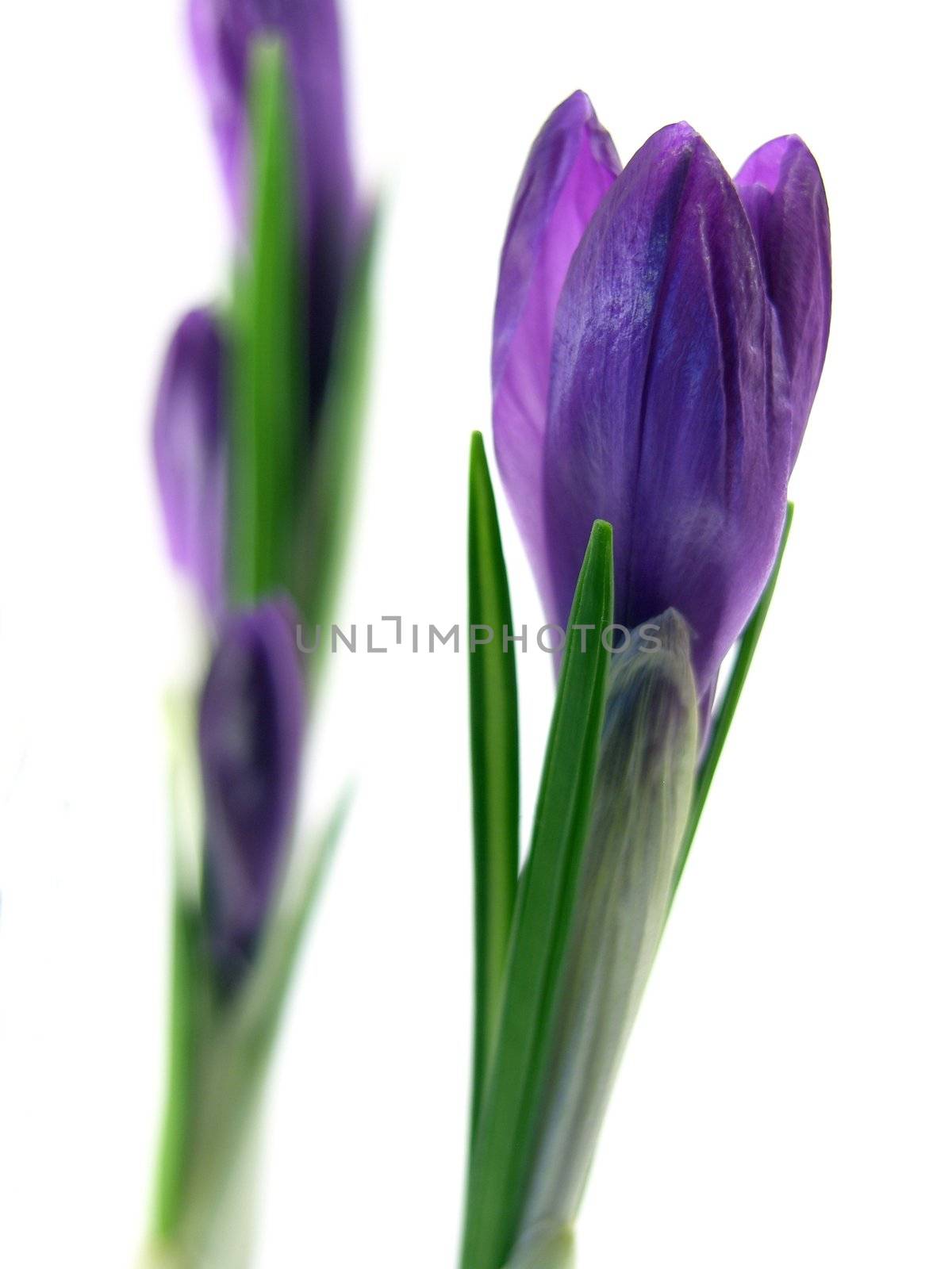 crocus on the white background 