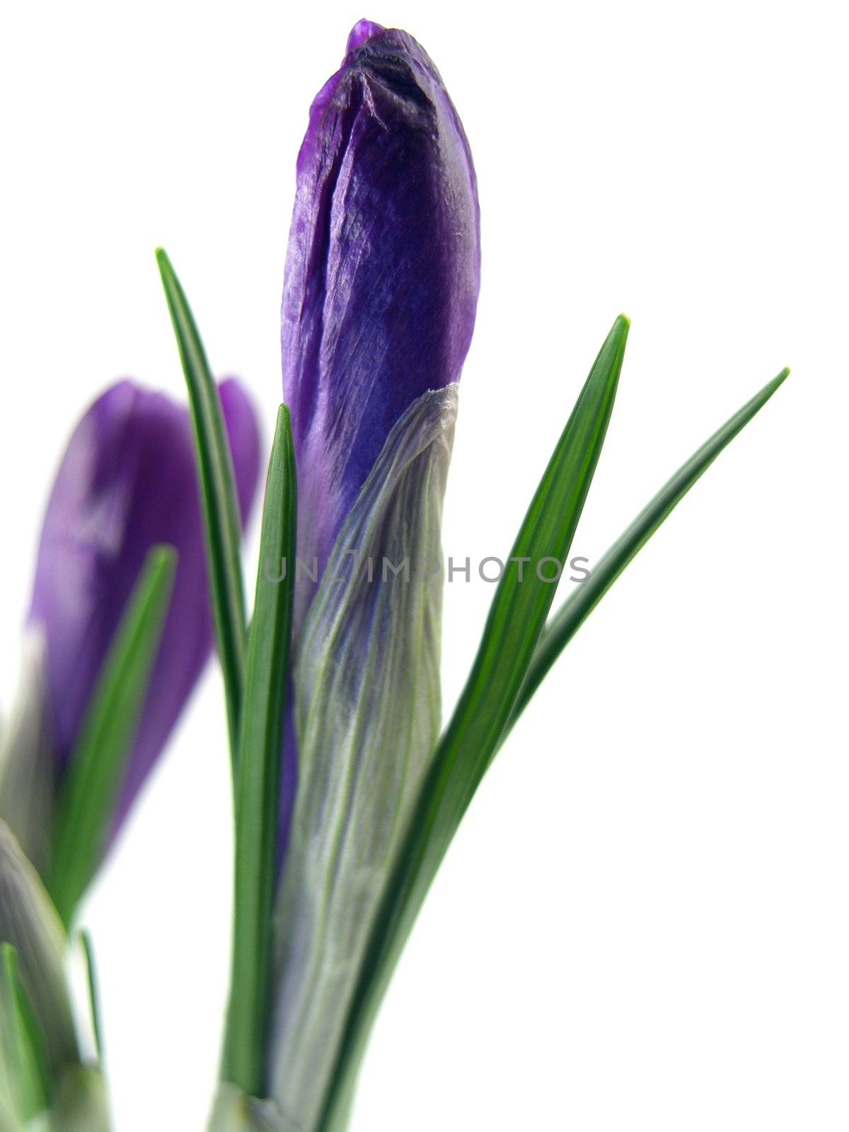 crocus on the white background 