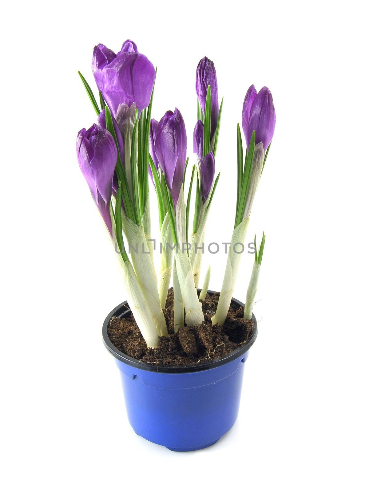 crocus on the white background 