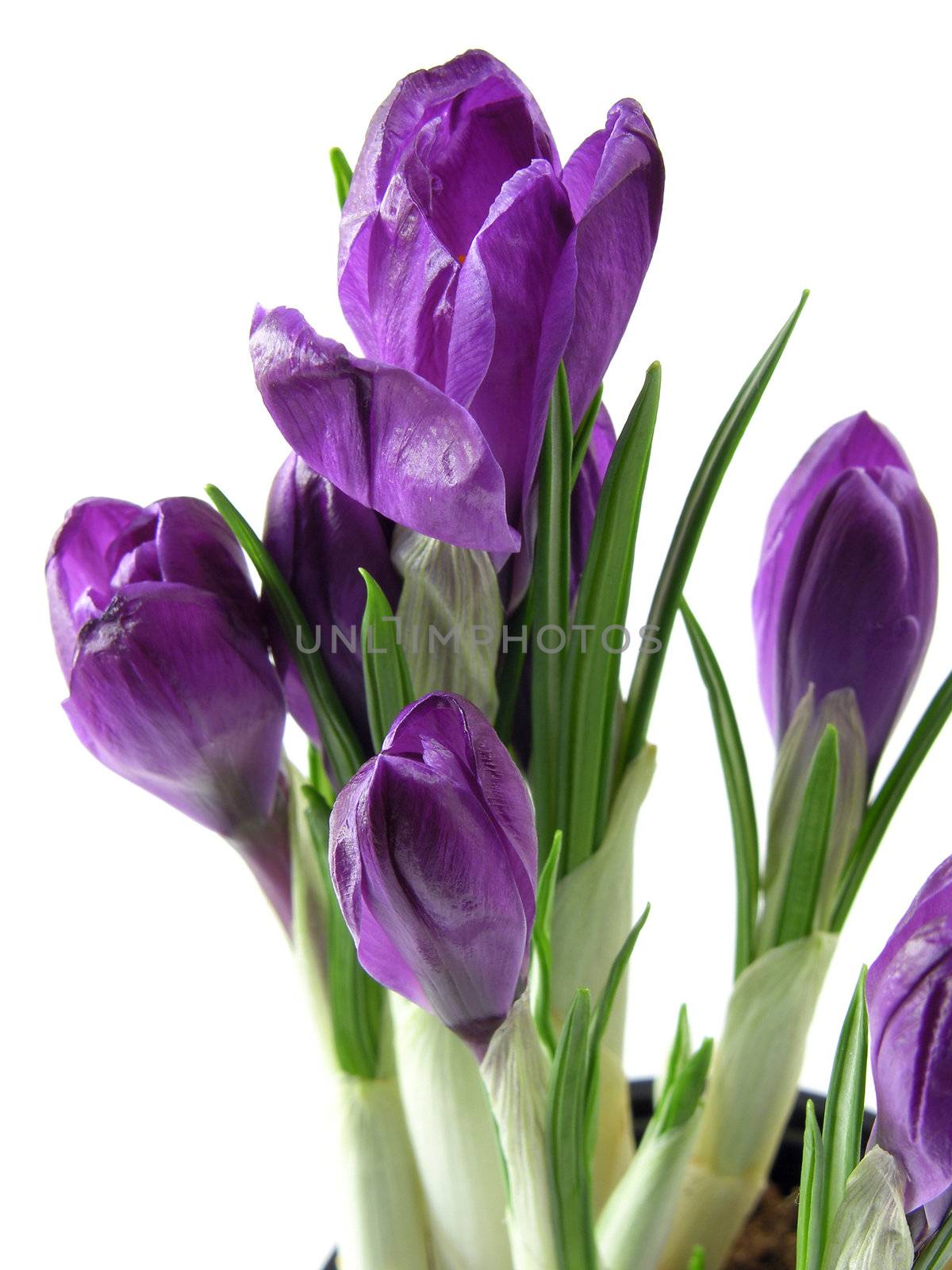 crocus on the white background 