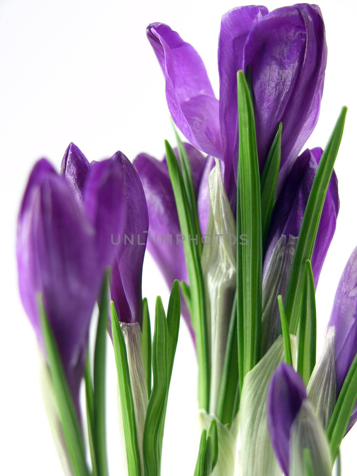 crocus on the white background 