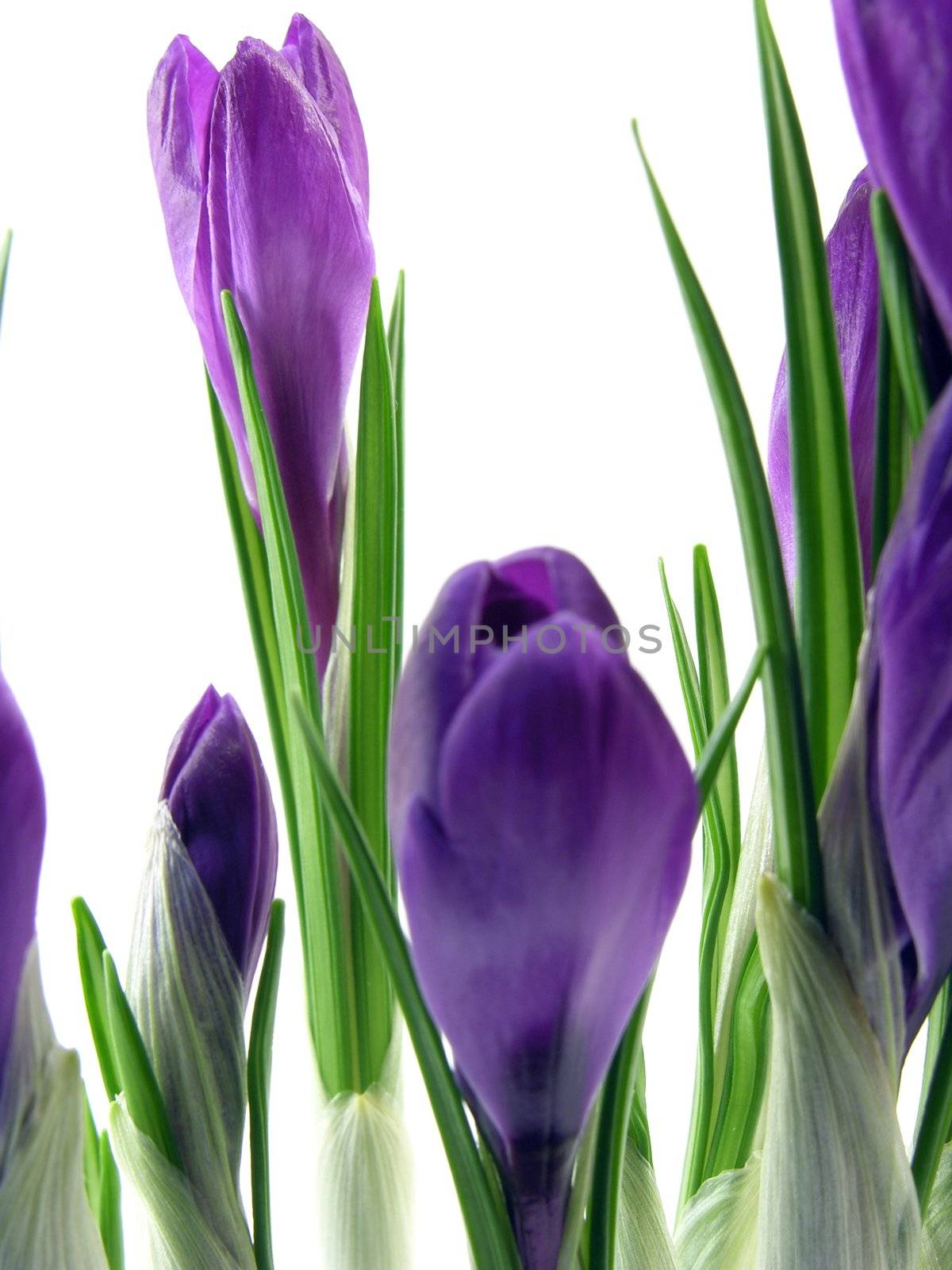 crocus on the white background 