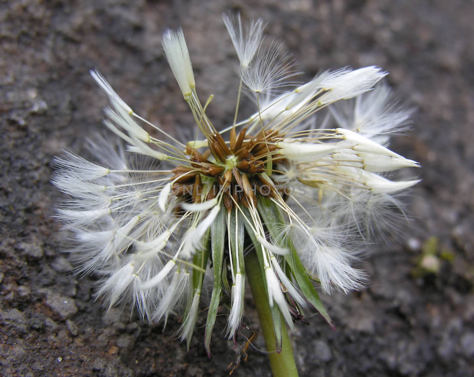 Broken dandelion by kjpargeter