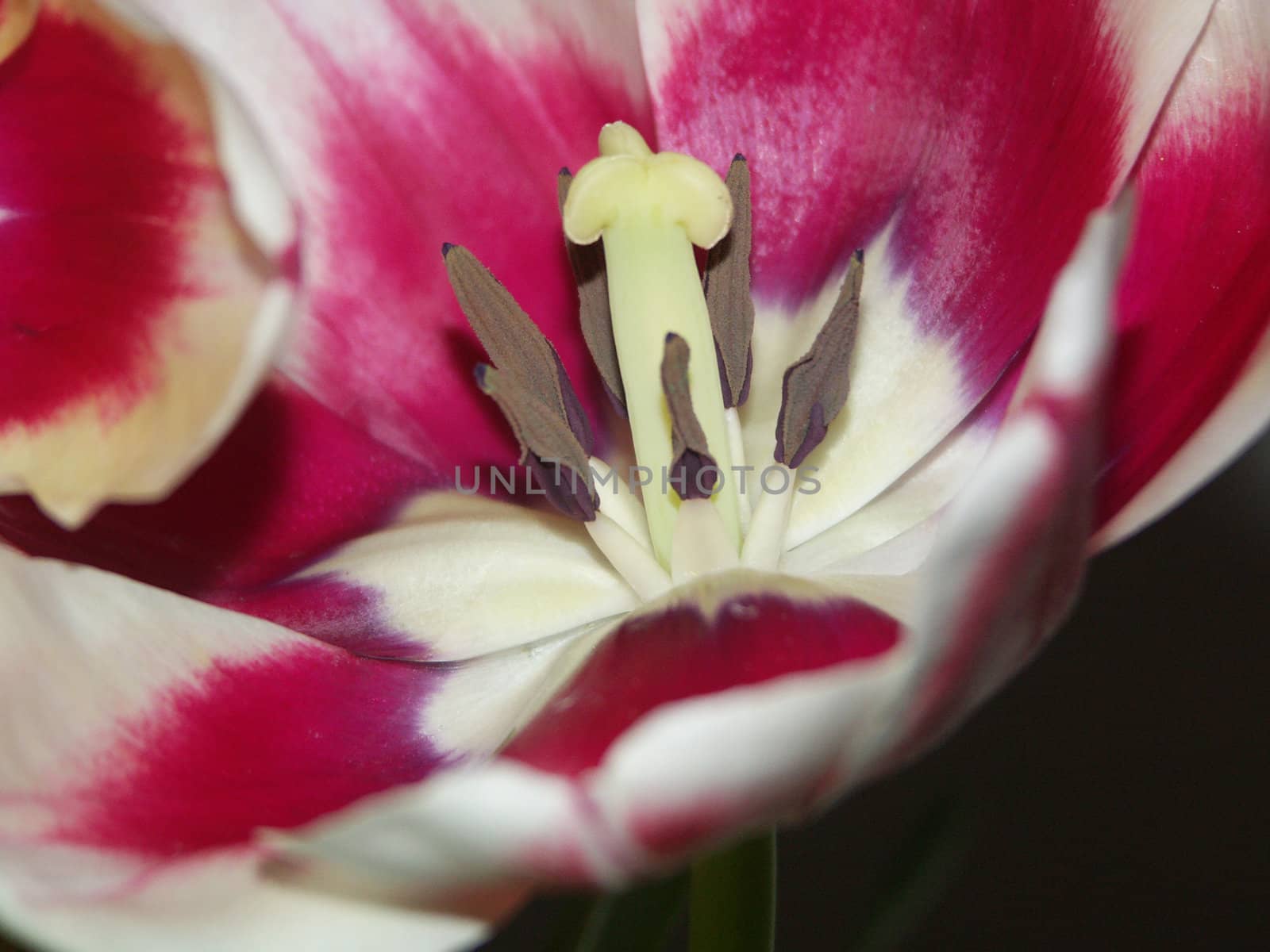 The image of a flower of a tulip close up