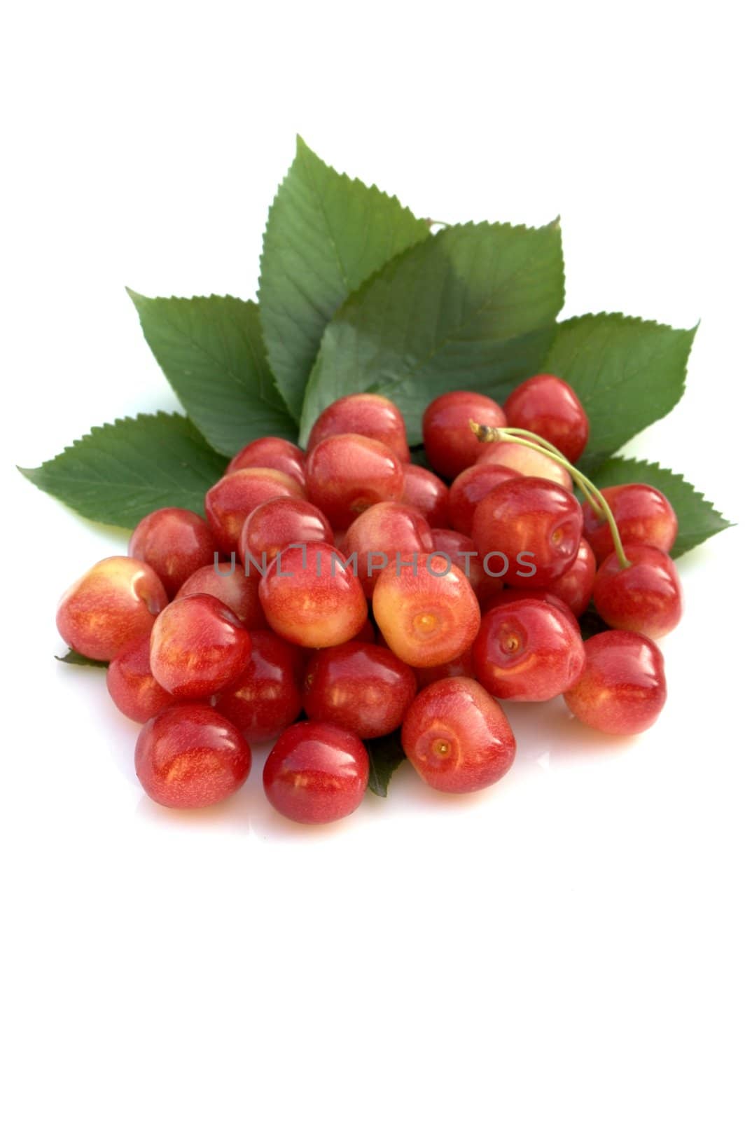 cherries relating to leaves 