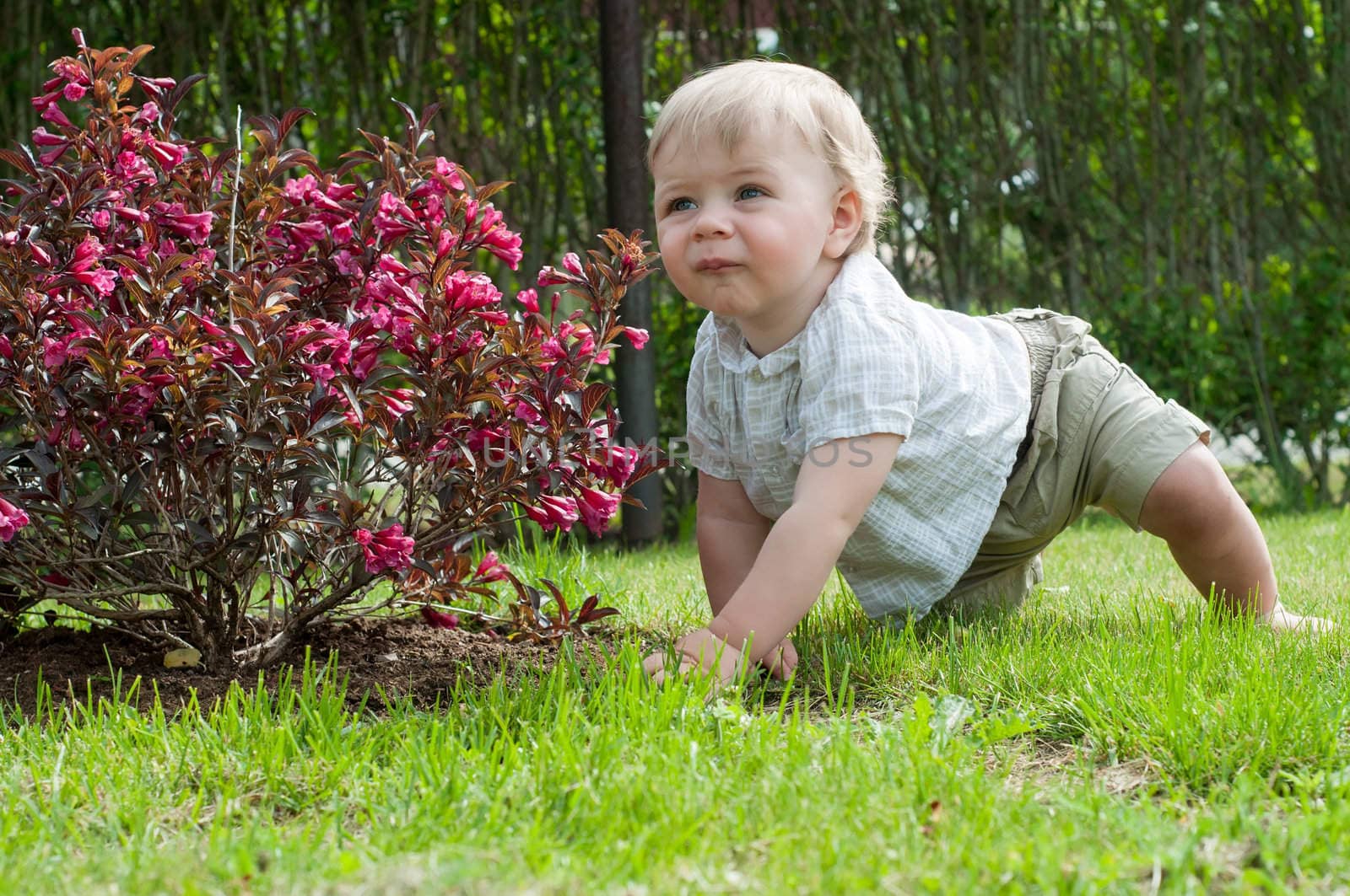 Little baby boy sitting nea pink bush