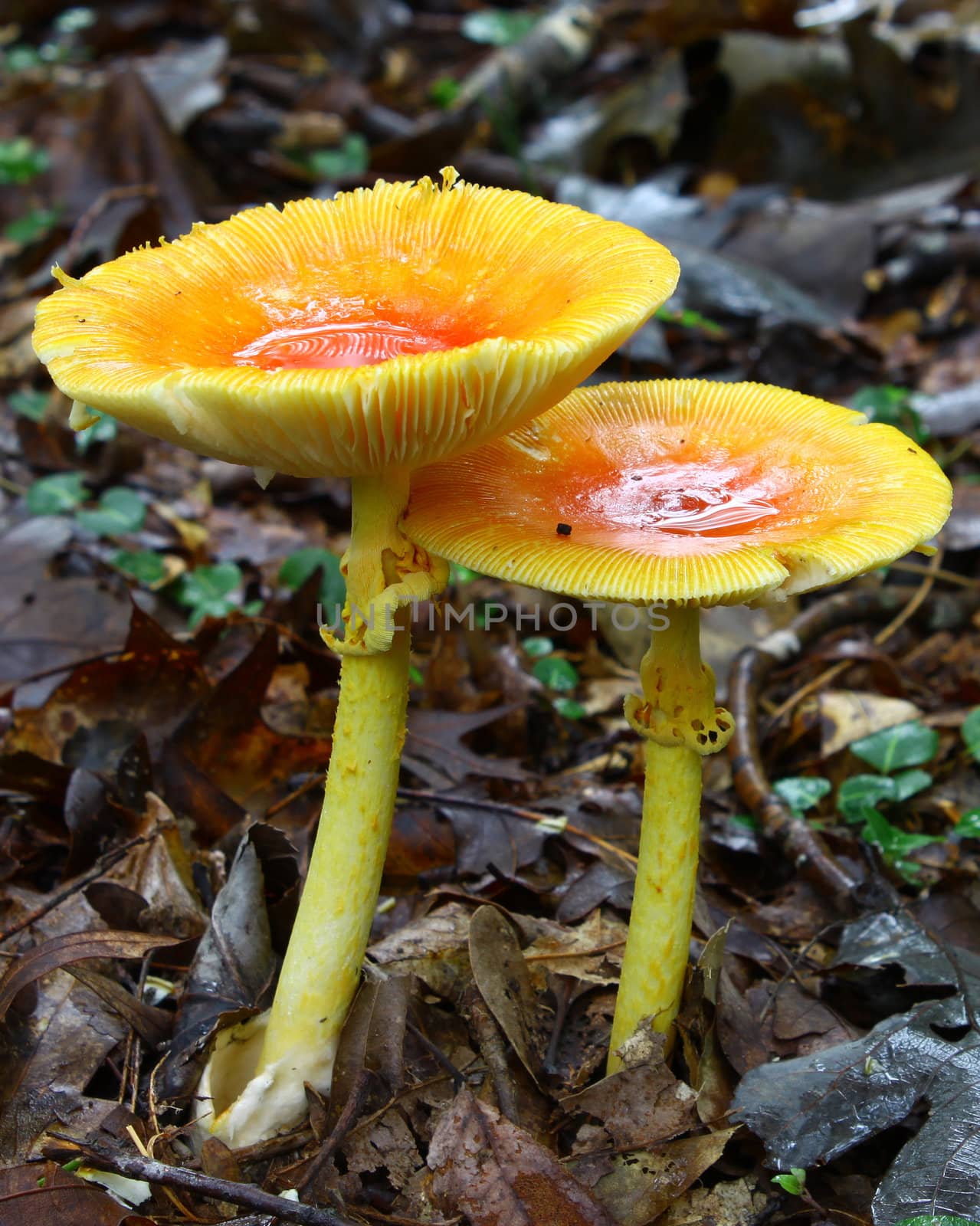 A newly emerged and growing pair of full grown Amanita Jacksonii edible mushrooms among the leafy ground cover in the woods covered with an early morning rain with room for your text.