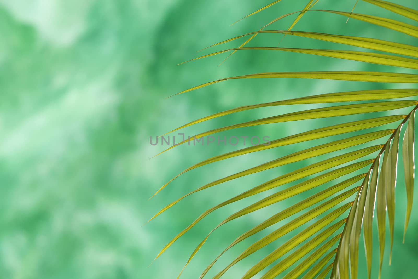 stock image of the tropical green leaf