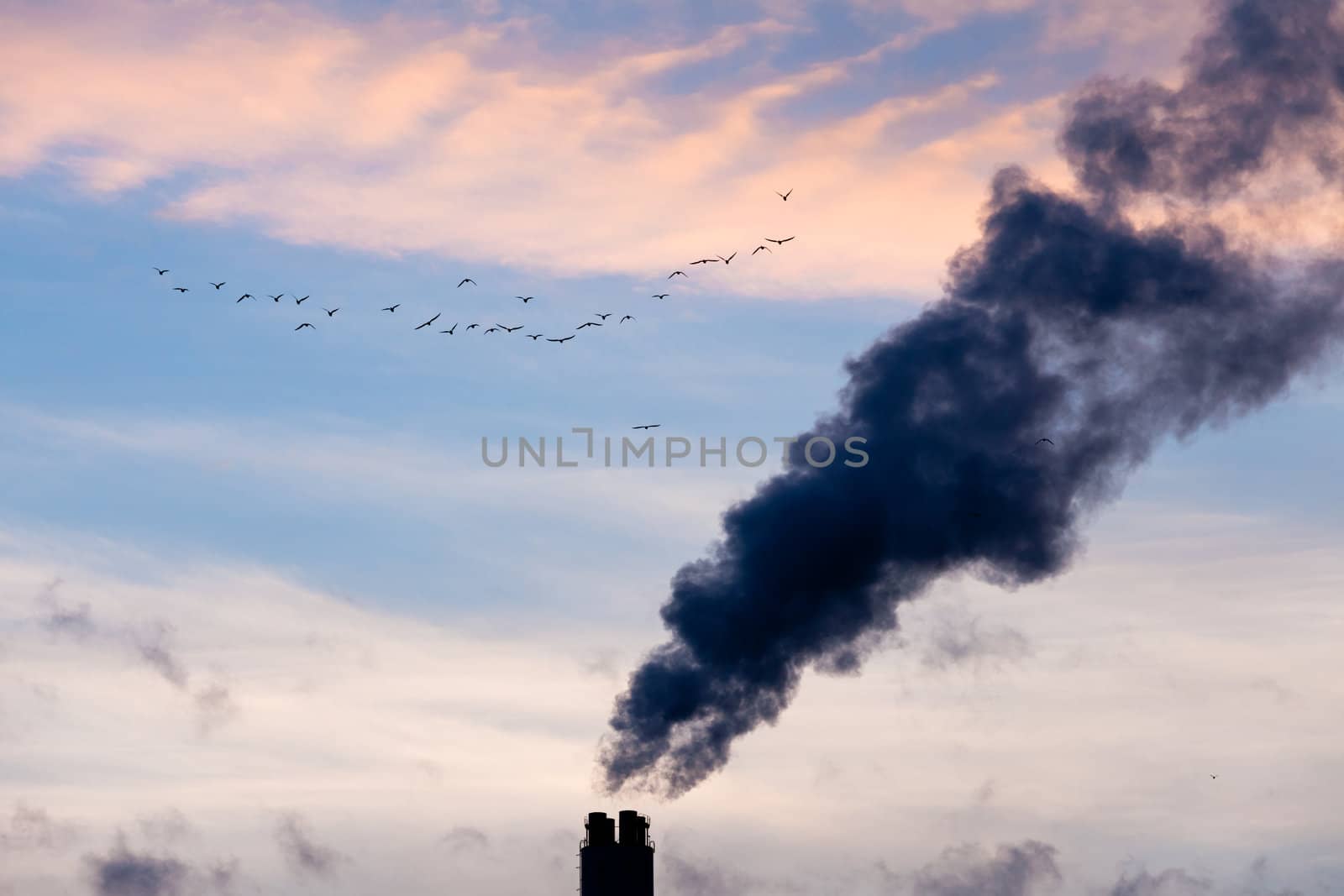 A flock of birds fly past smokestack chimneys belching black smoke and pollutants in blue evening sky.