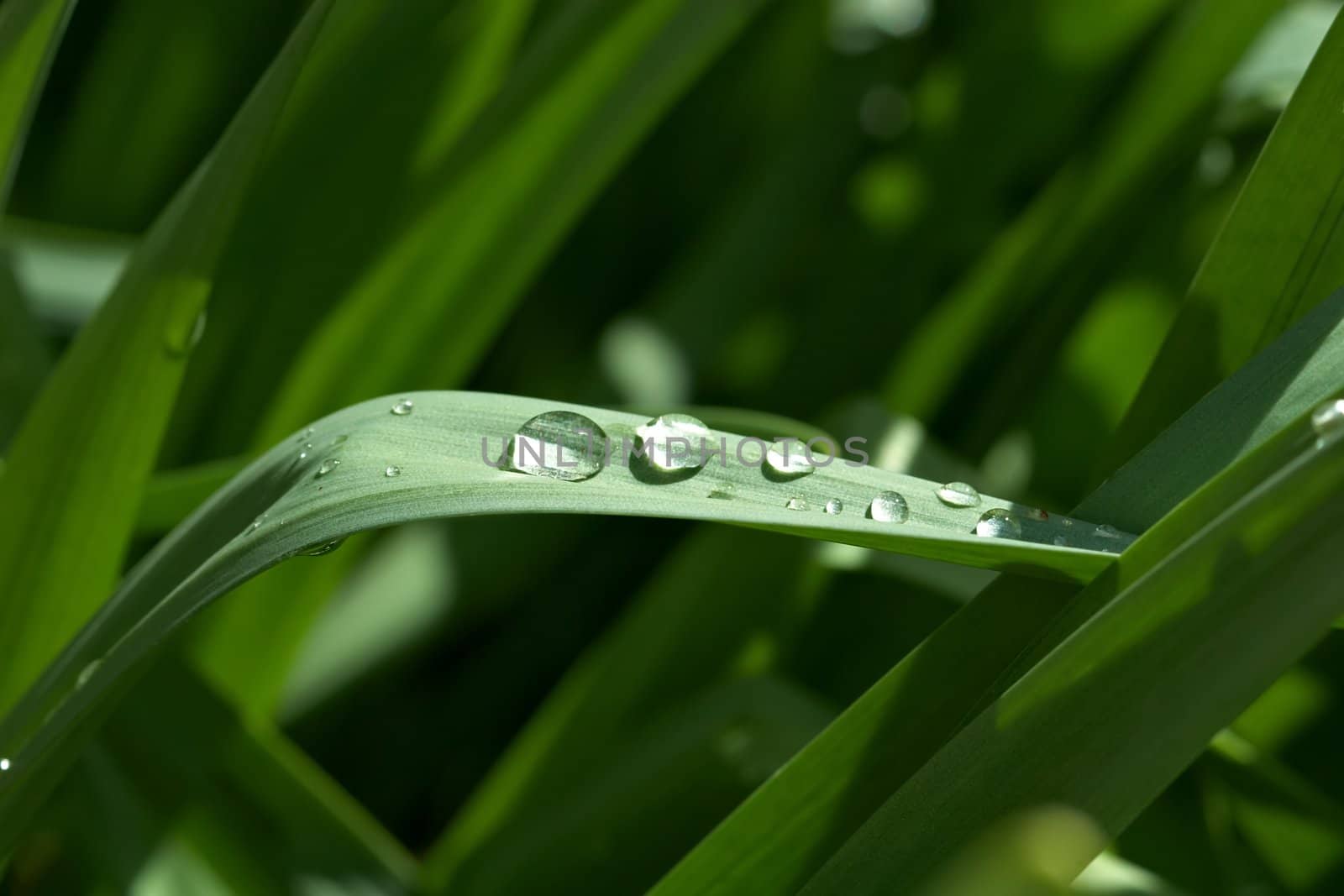 Dew on Grass by LoonChild