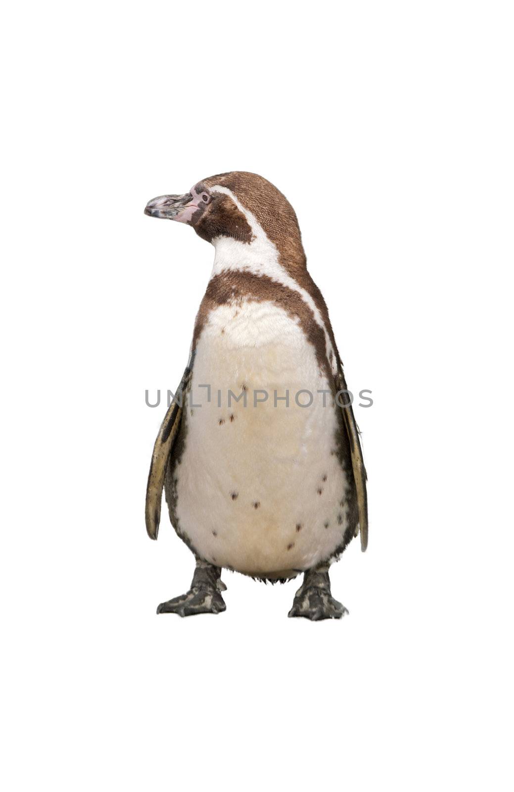Magellanic Penguin, Spheniscus magellanicus, or  South American penguin isolated on white background