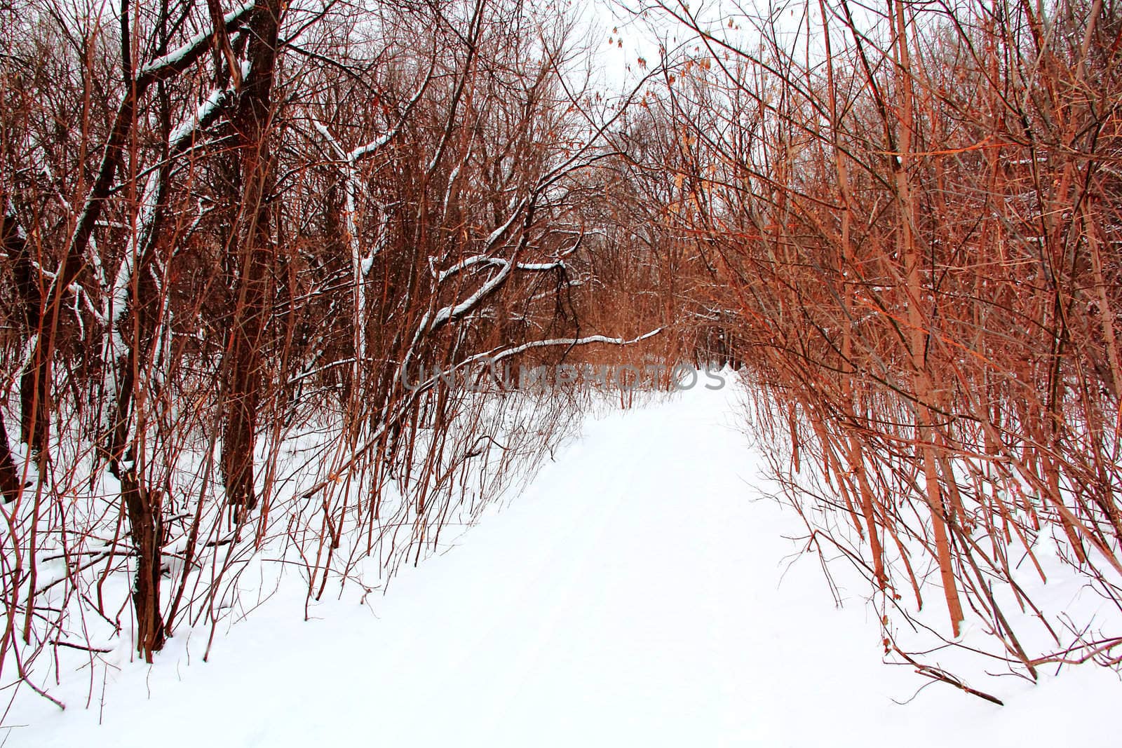 Image of winter forest with snow road