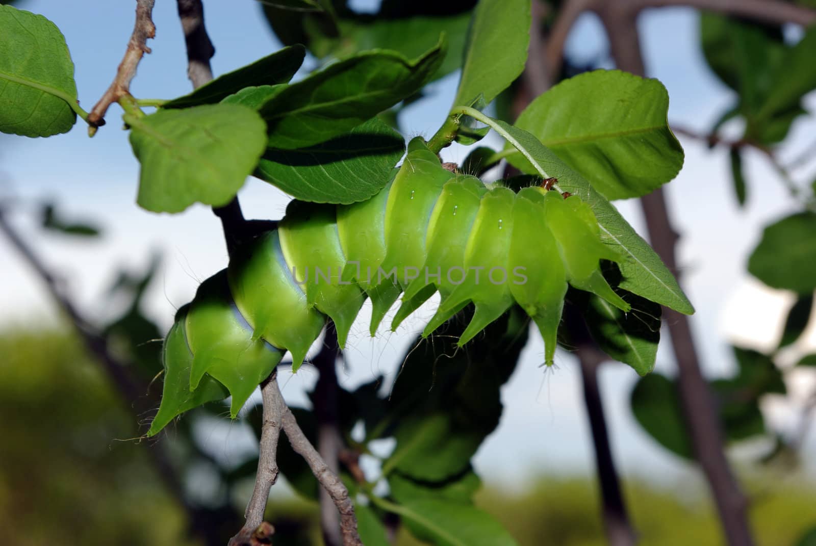 African Moon moth larva feeding on tambouti