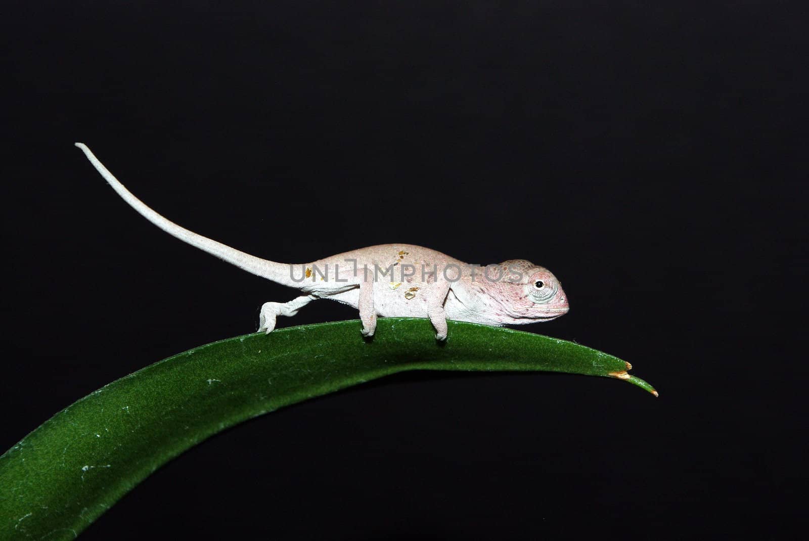Newly hatched Carpet chameleon