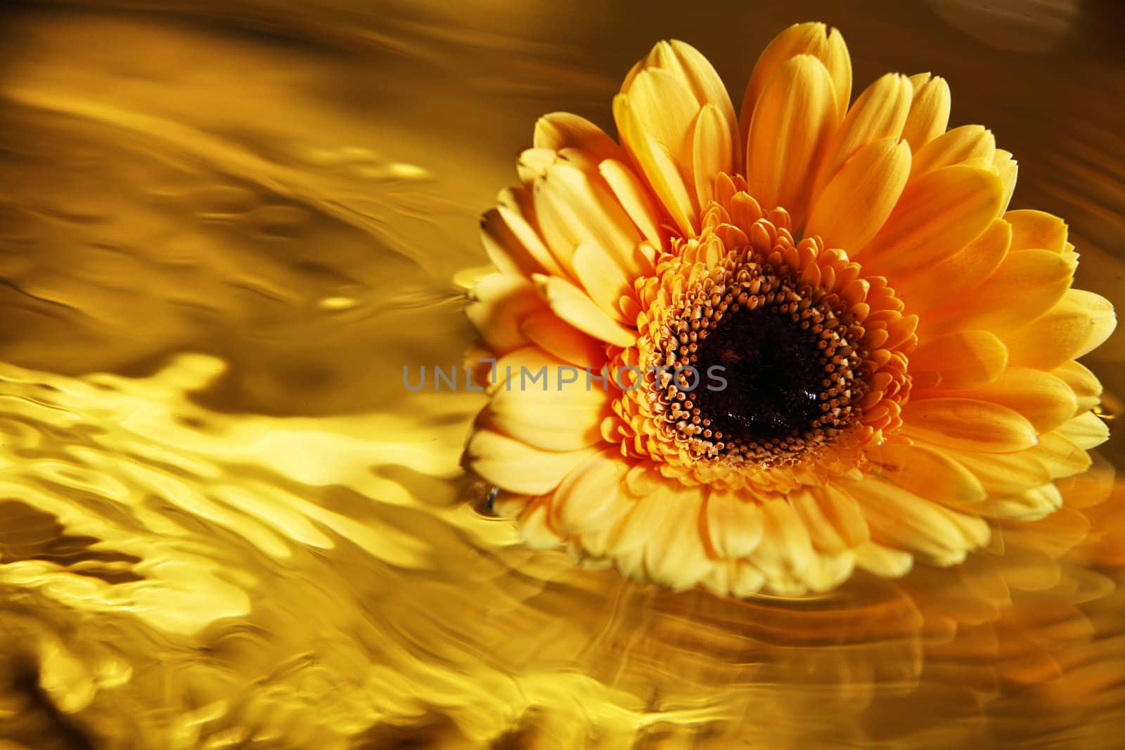 close up of the daisy flower on gold color liquid