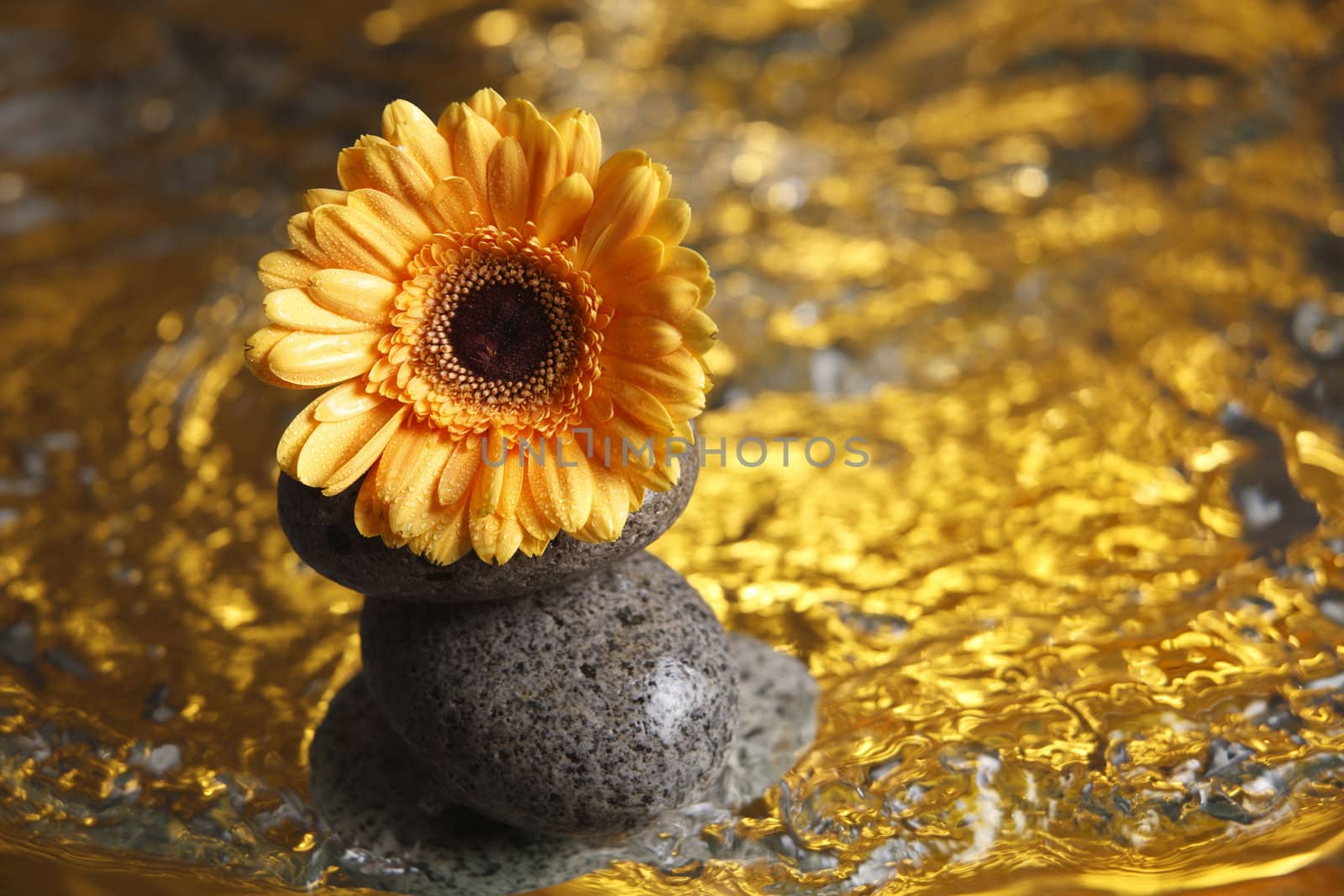 close up of the daisy flower on gold color liquid