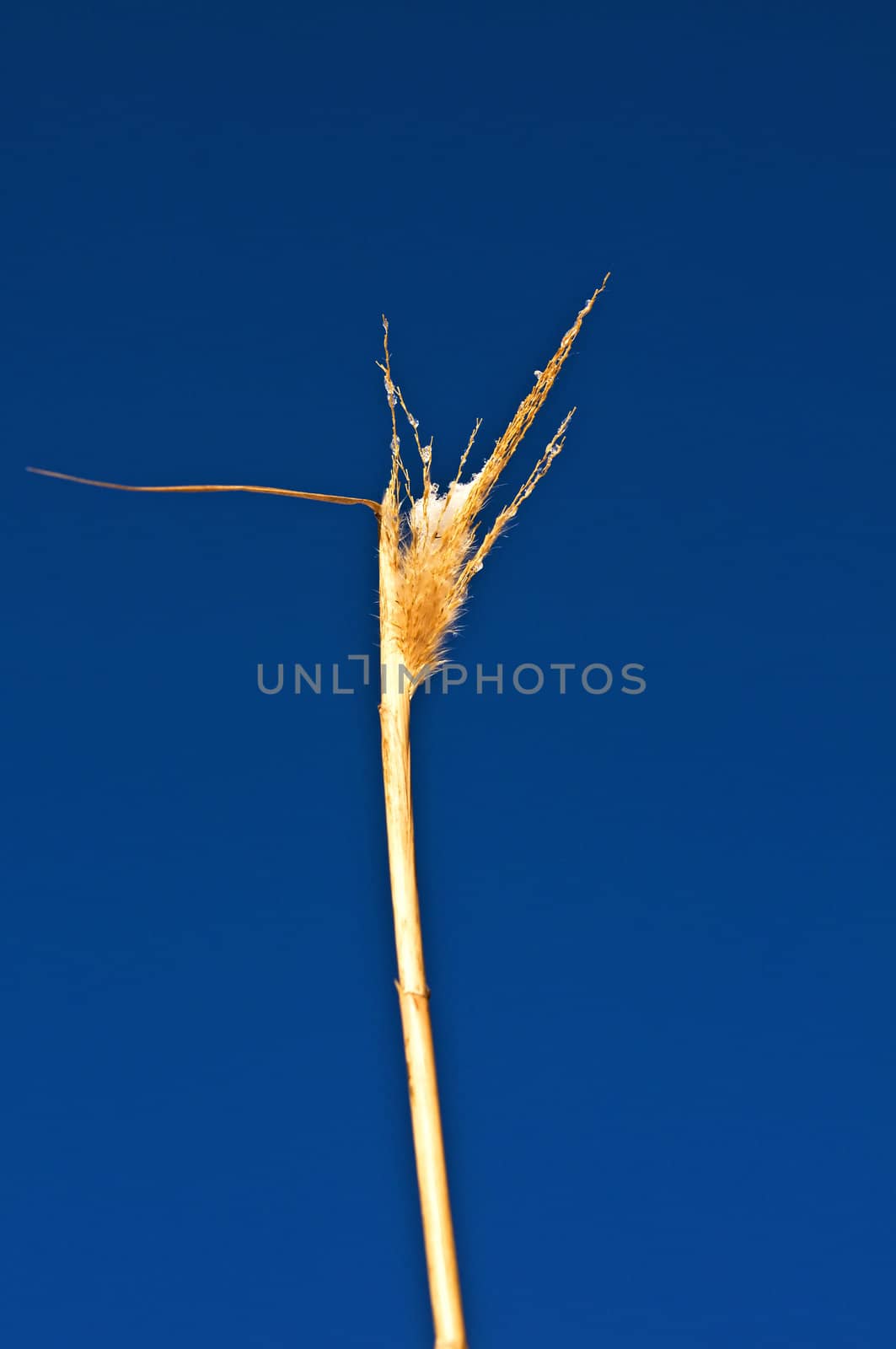 The renewable resource switch grass for heating and production of diesel in winter