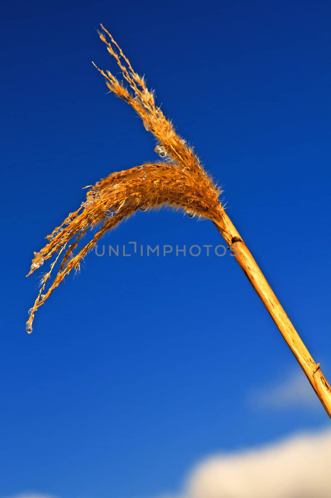 The renewable resource switch grass for heating and production of diesel in winter