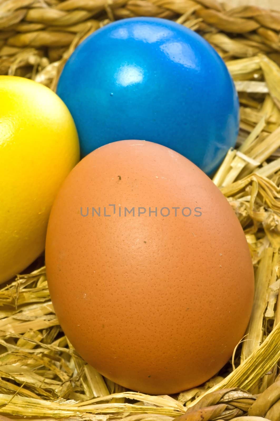 egg in a nest