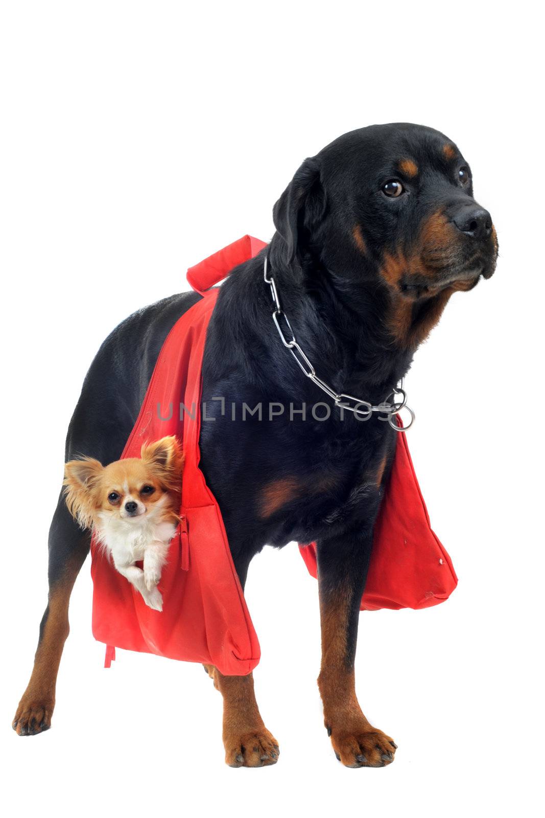portrait of a purebred rottweiler who holding a chihuahua in a bag in front of white background