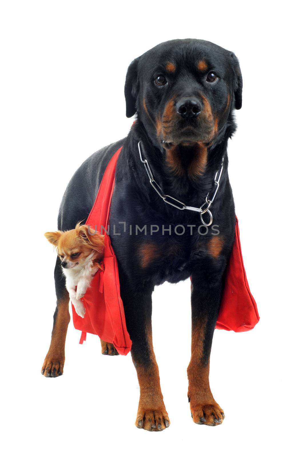 portrait of a purebred rottweiler who holding a chihuahua in a bag in front of white background