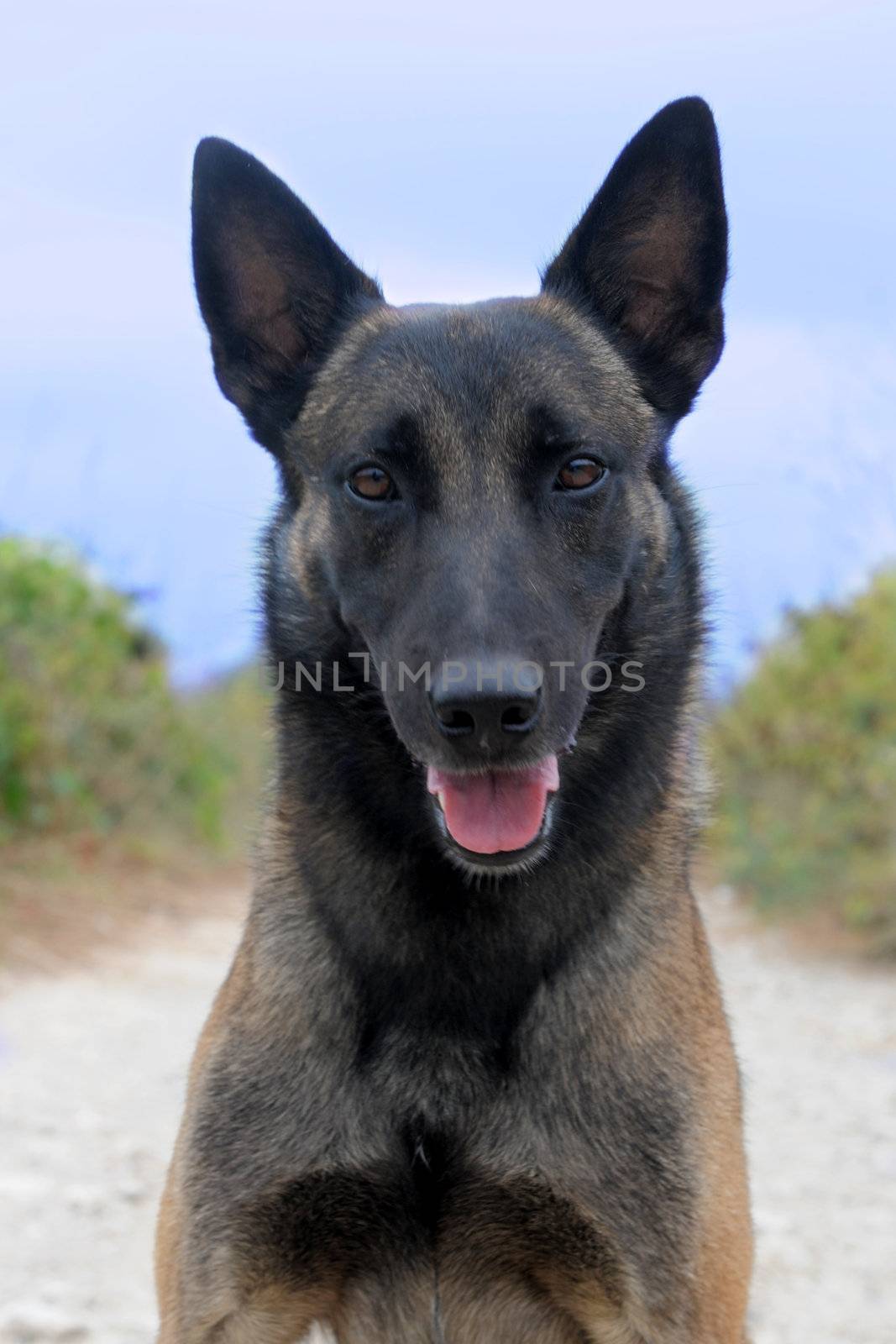 picture of a purebred belgian sheepdog malinois