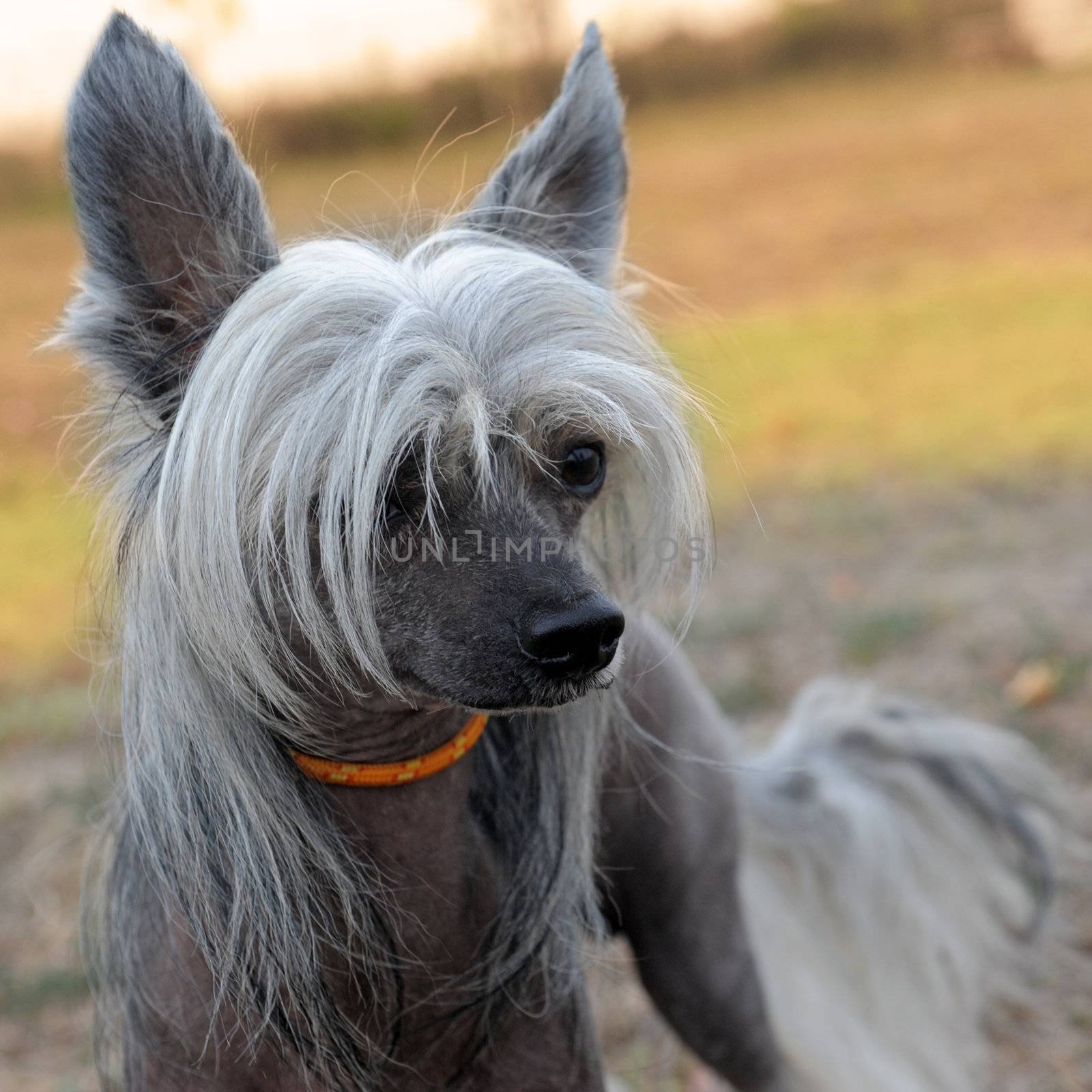 portrait of a purebred Chinese Crested Dog in the nature