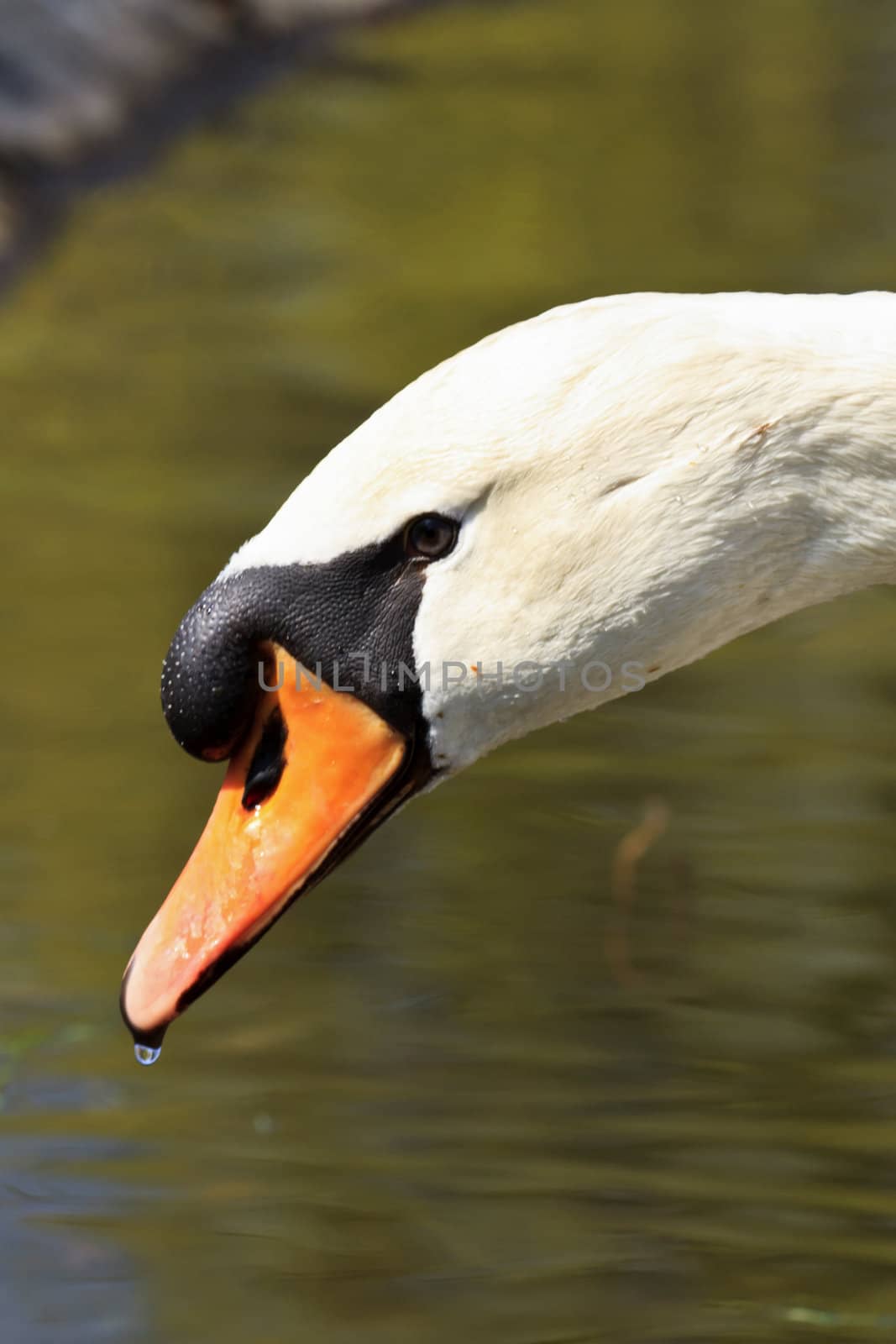 Close-Up of a Male Swan, Potrait with details