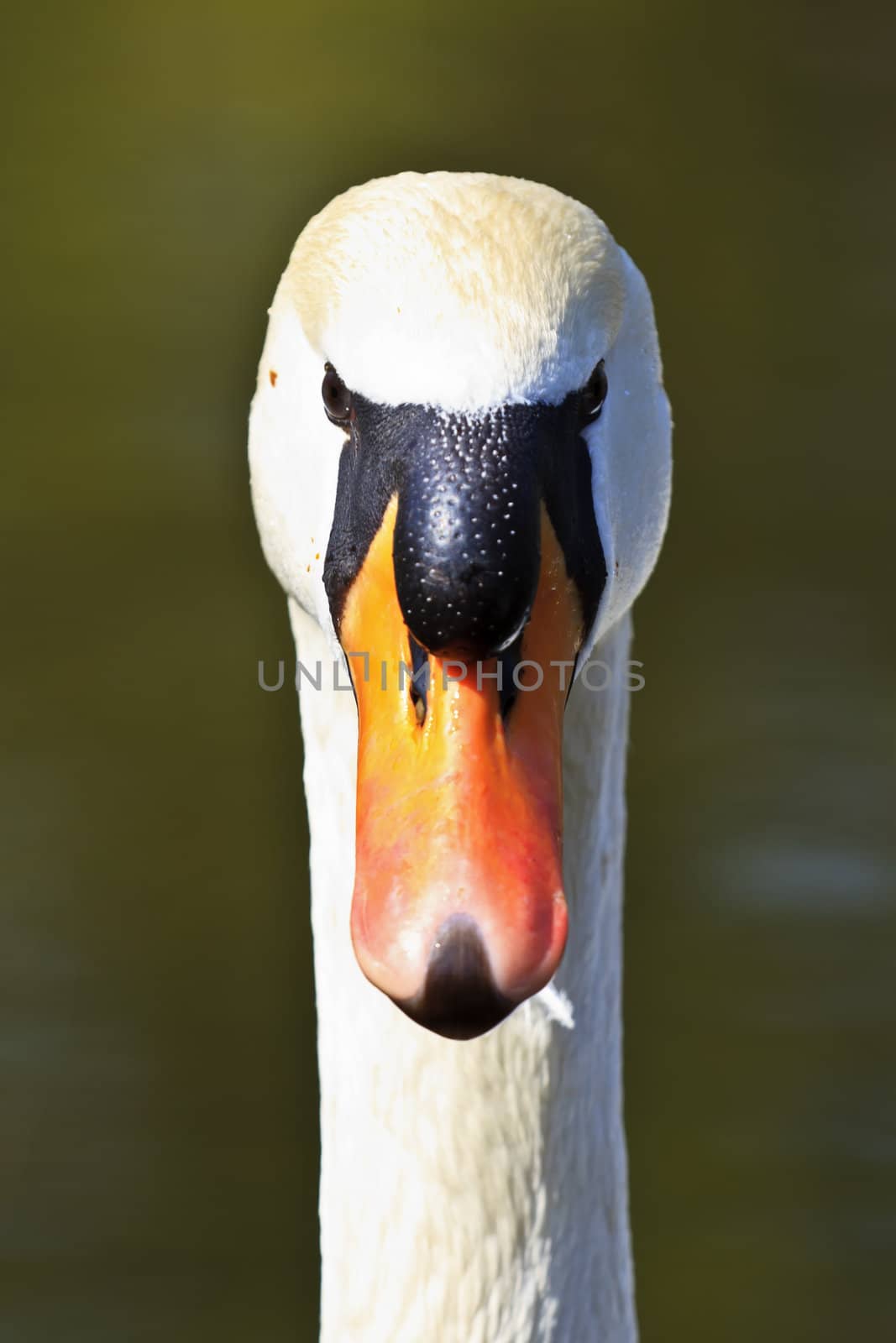 Swan Head Close-Up by Nikolaniko