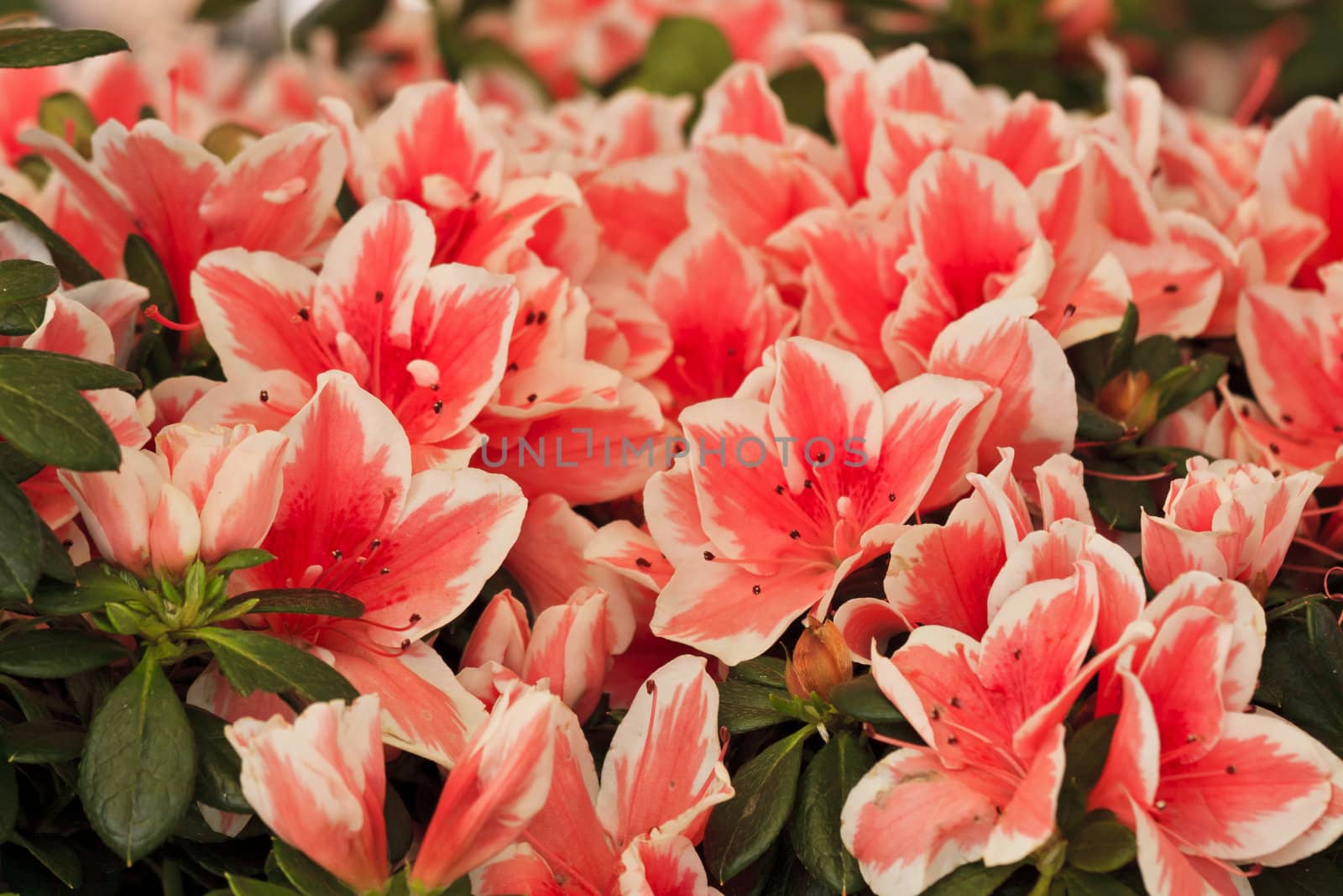 Group of red garden flowers on the street