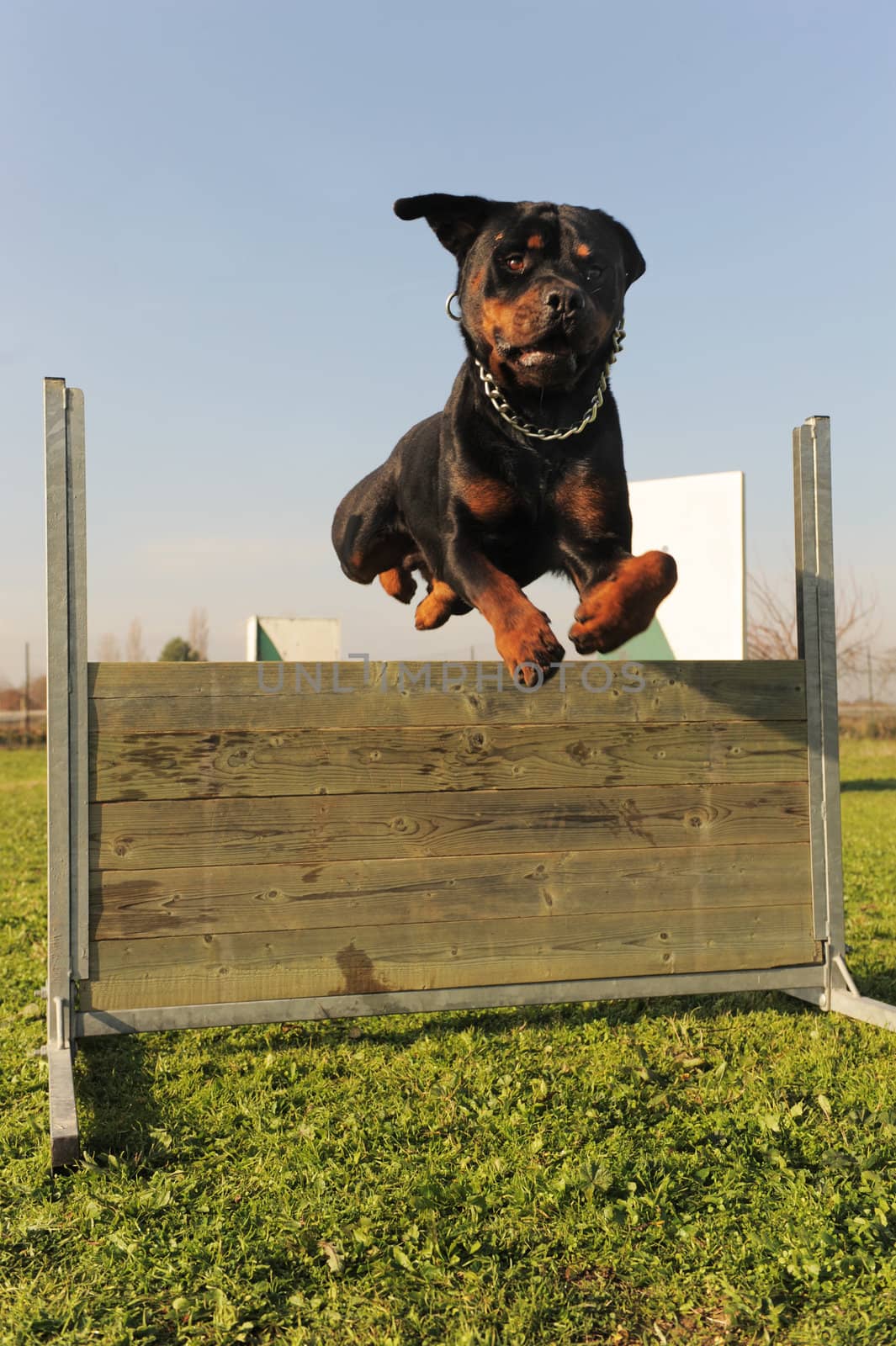 purebred rottweiler jumping in a training of obedience