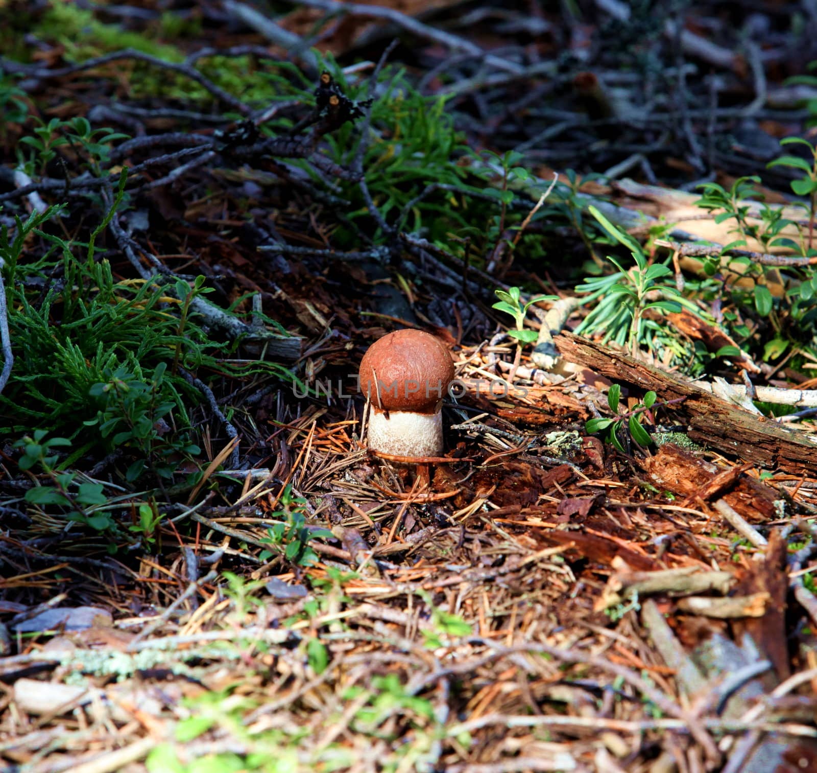 We find mushrooms