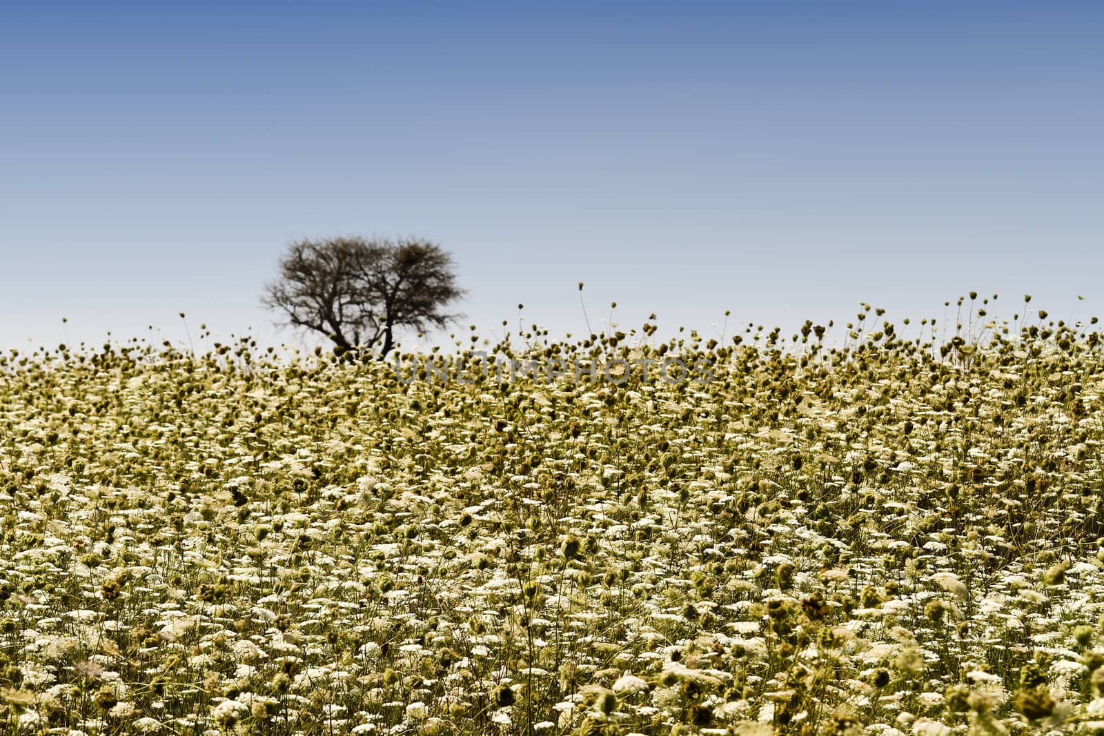 Wild Flowers field by Nikolaniko