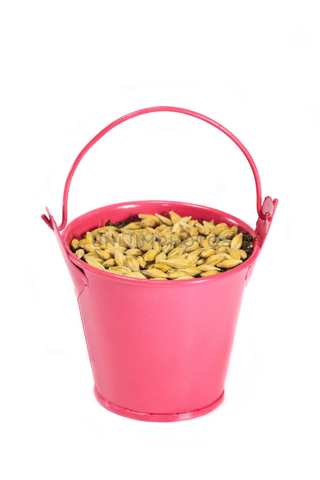 Wheat Grains in small pink pot isolated on white background