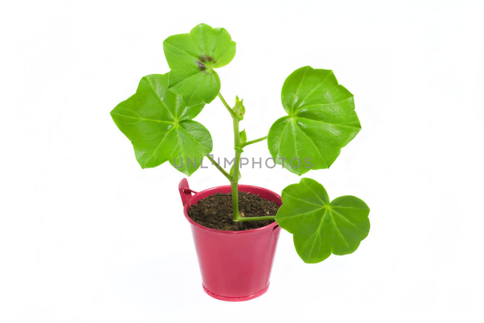 Young flower plant in small pink pot  isolated on white background