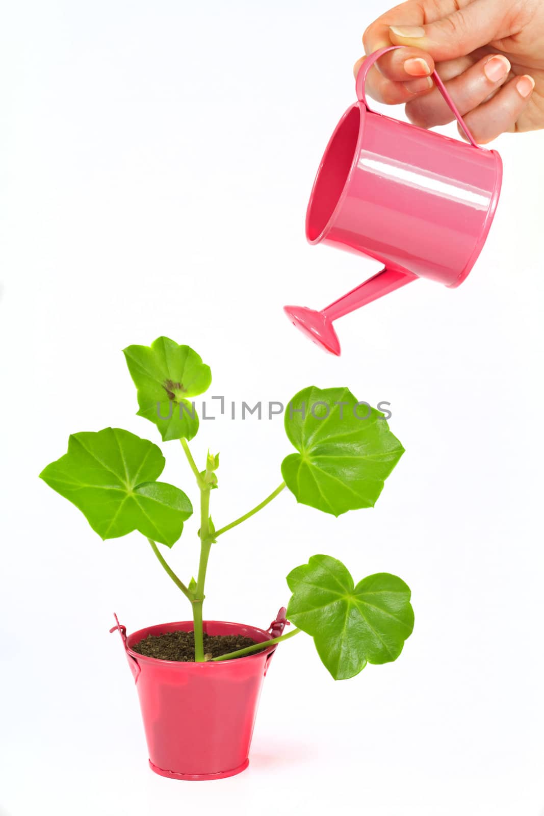 Young flower plant in small pink pot  isolated on white background