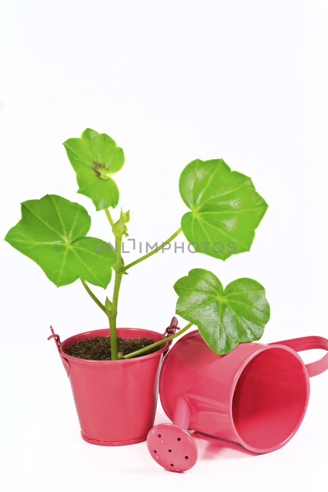 Young flower plant in small pink pot  isolated on white background