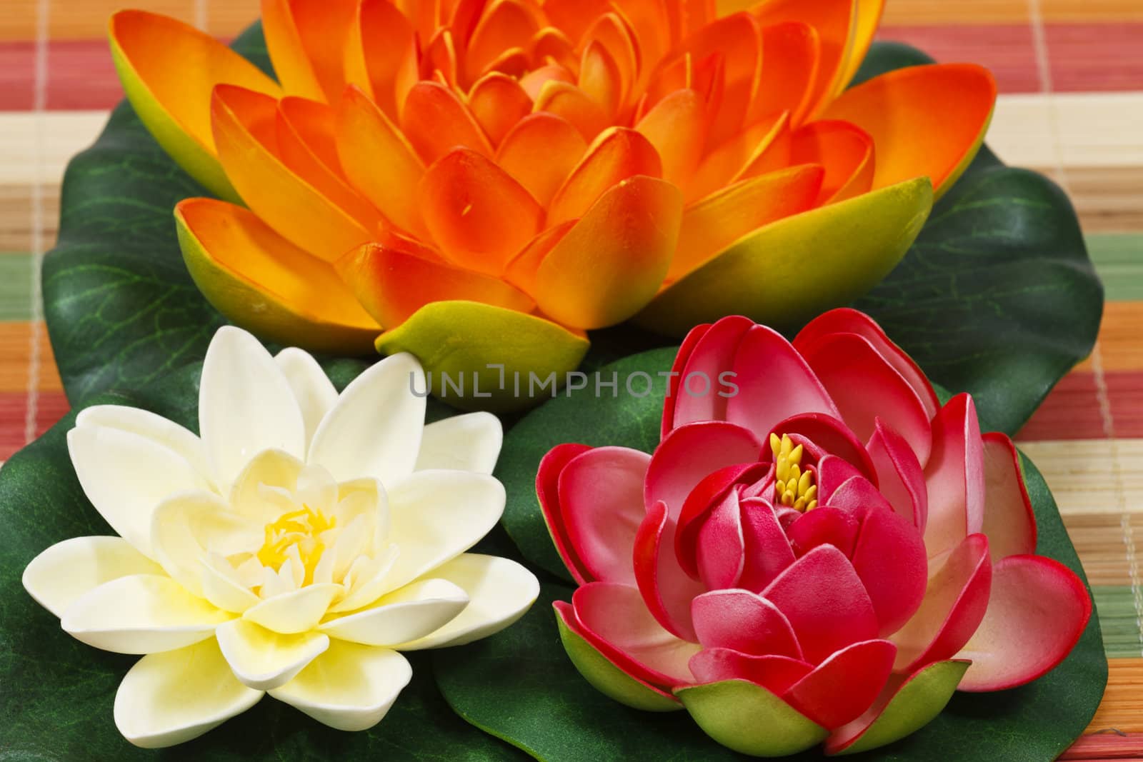 Multi Colored water lily flowers