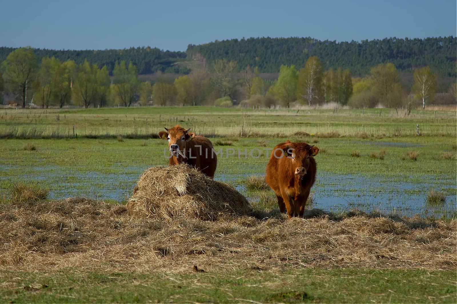 Cows in a pasture. Poland, Lubuskie.