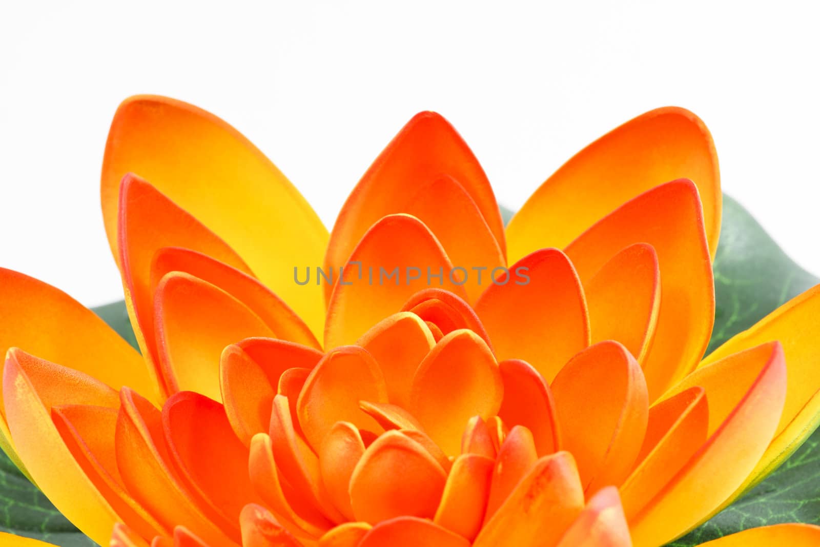 Water lily flower isolated on white background