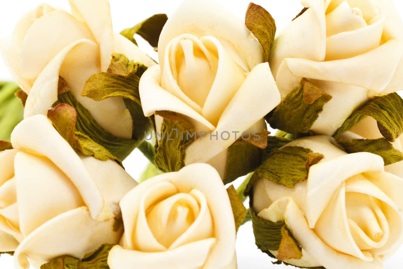 Close-up of shampagne colored roses on white background