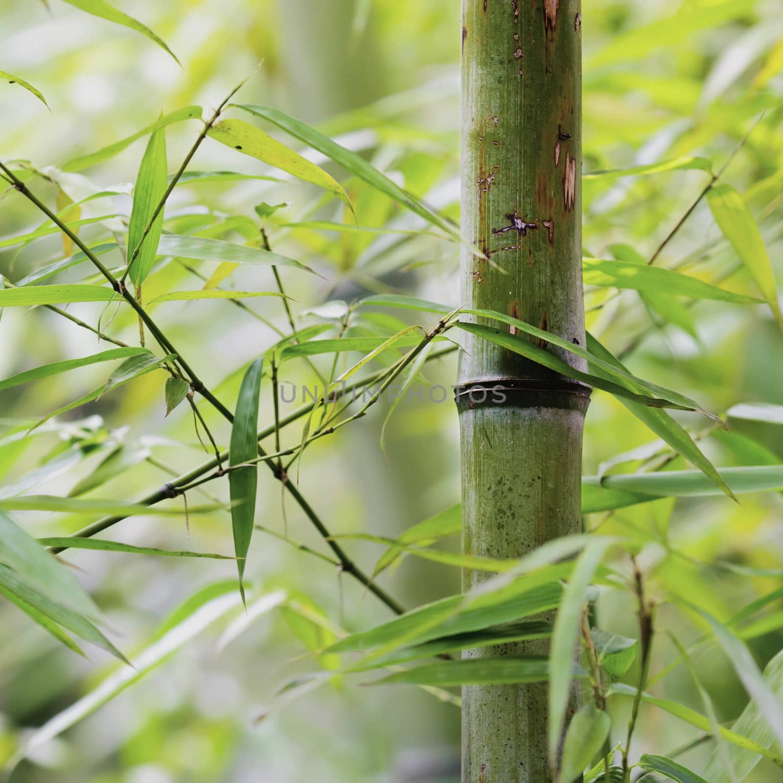 green bamboo groves in a garden by jackq