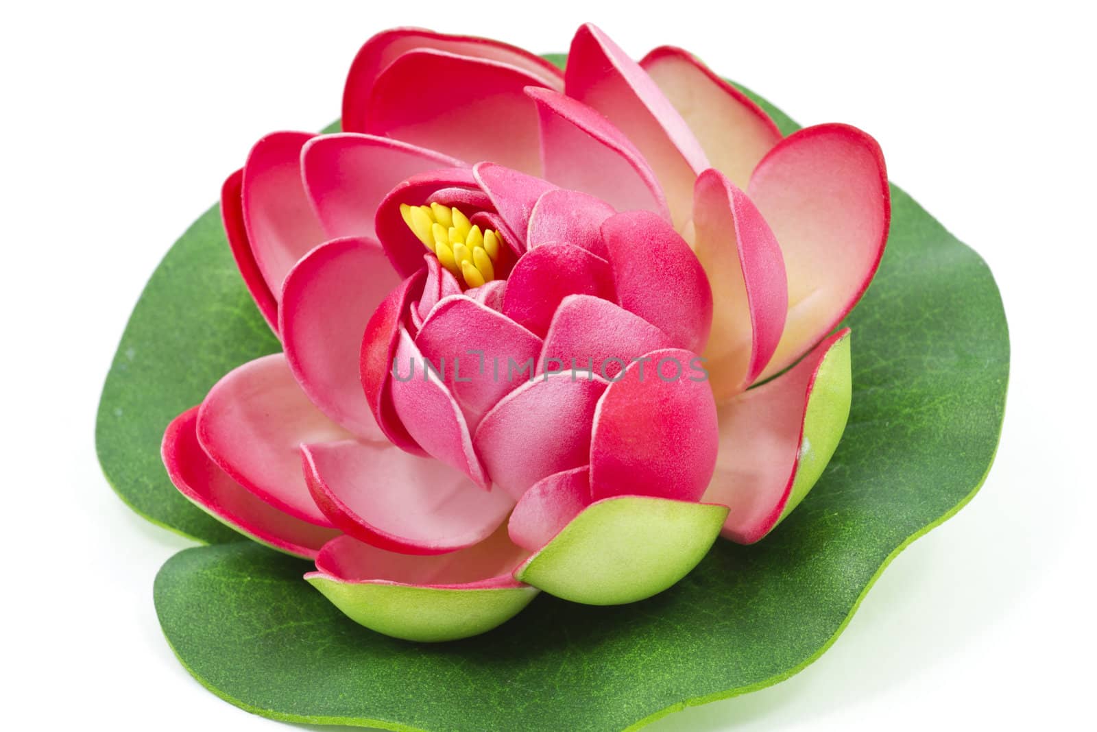 Pink water lilly flower by Nikolaniko