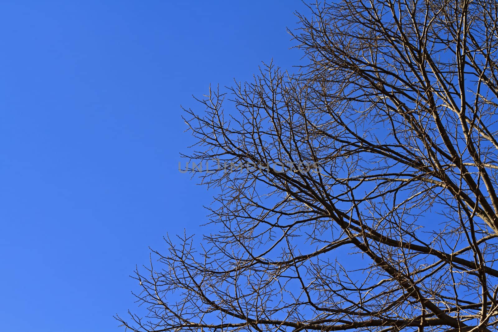 Large tree branches over clear blue sky